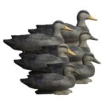 Battleship Black Duck