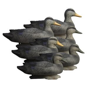 Battleship Black Duck
