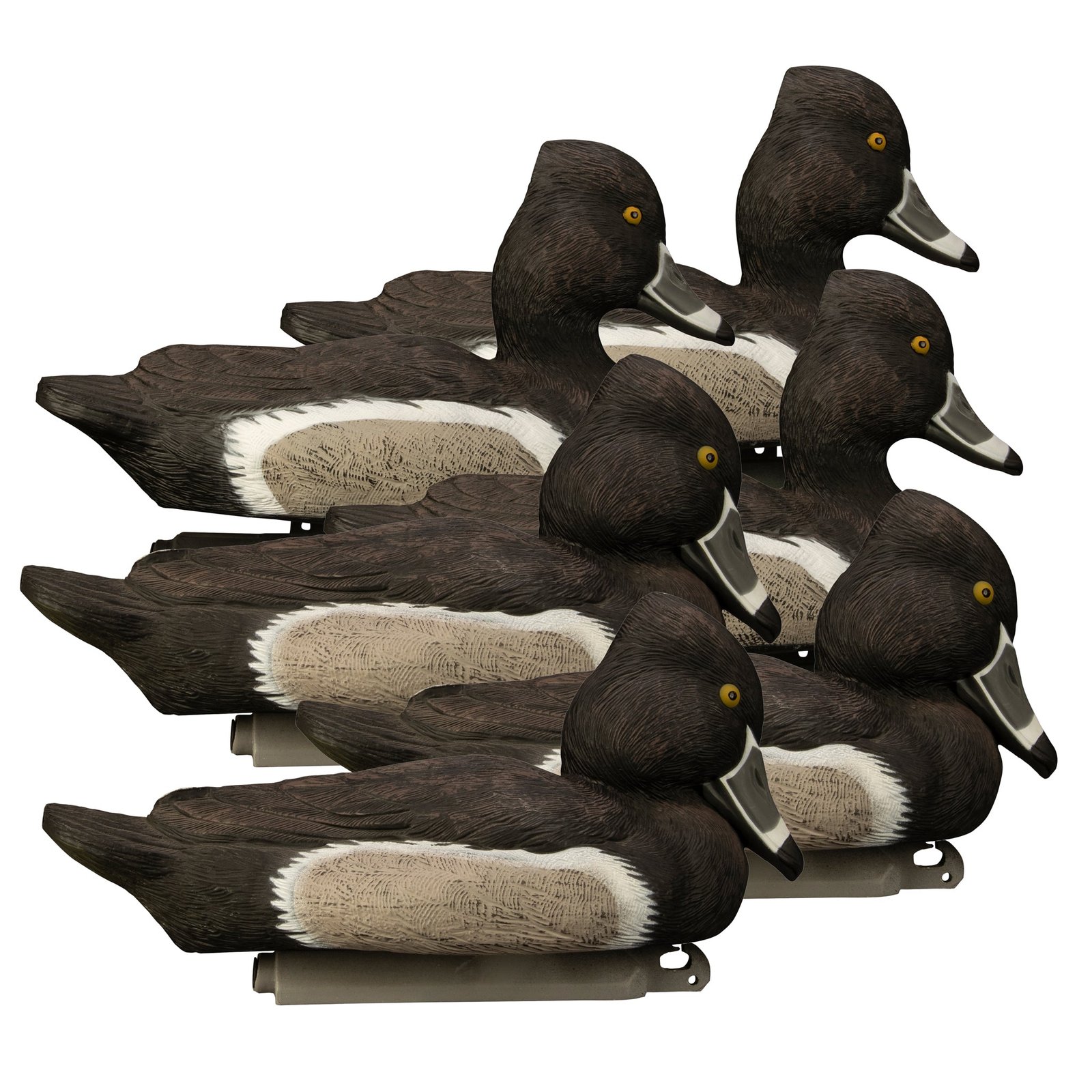 Battleship Ringneck-All Drakes