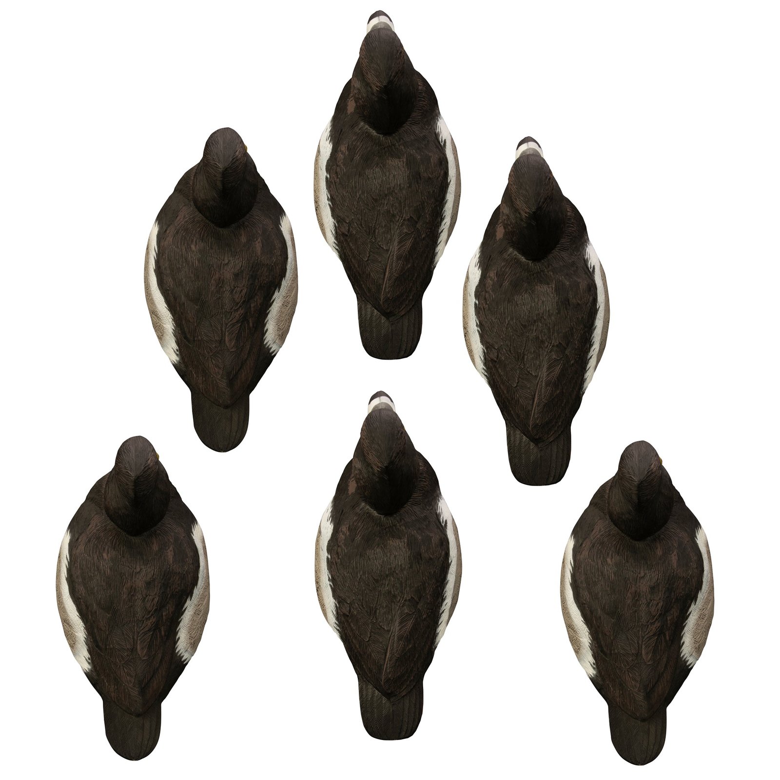 Battleship Ringneck-All Drakes - Image 2