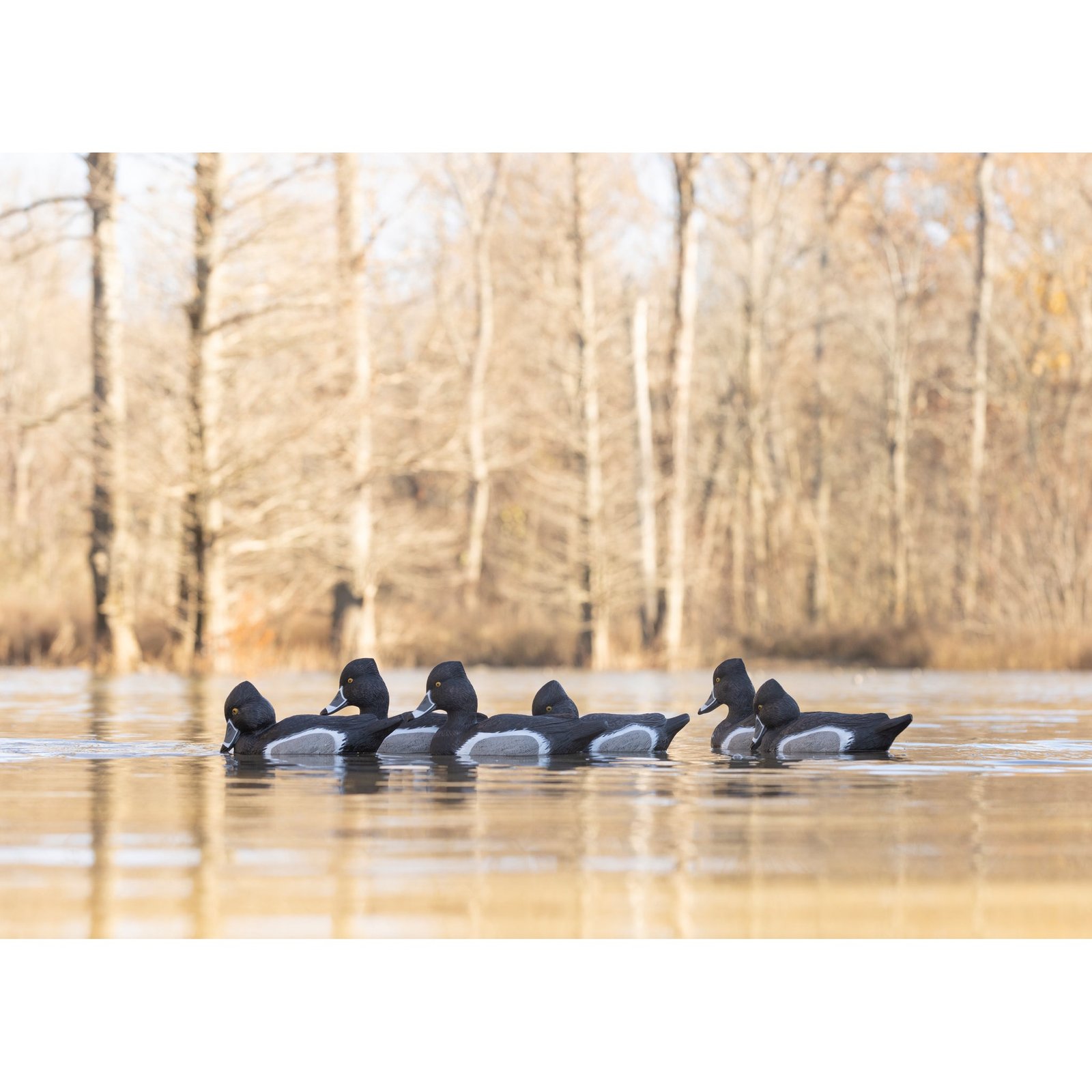 Battleship Ringneck-All Drakes - Image 3