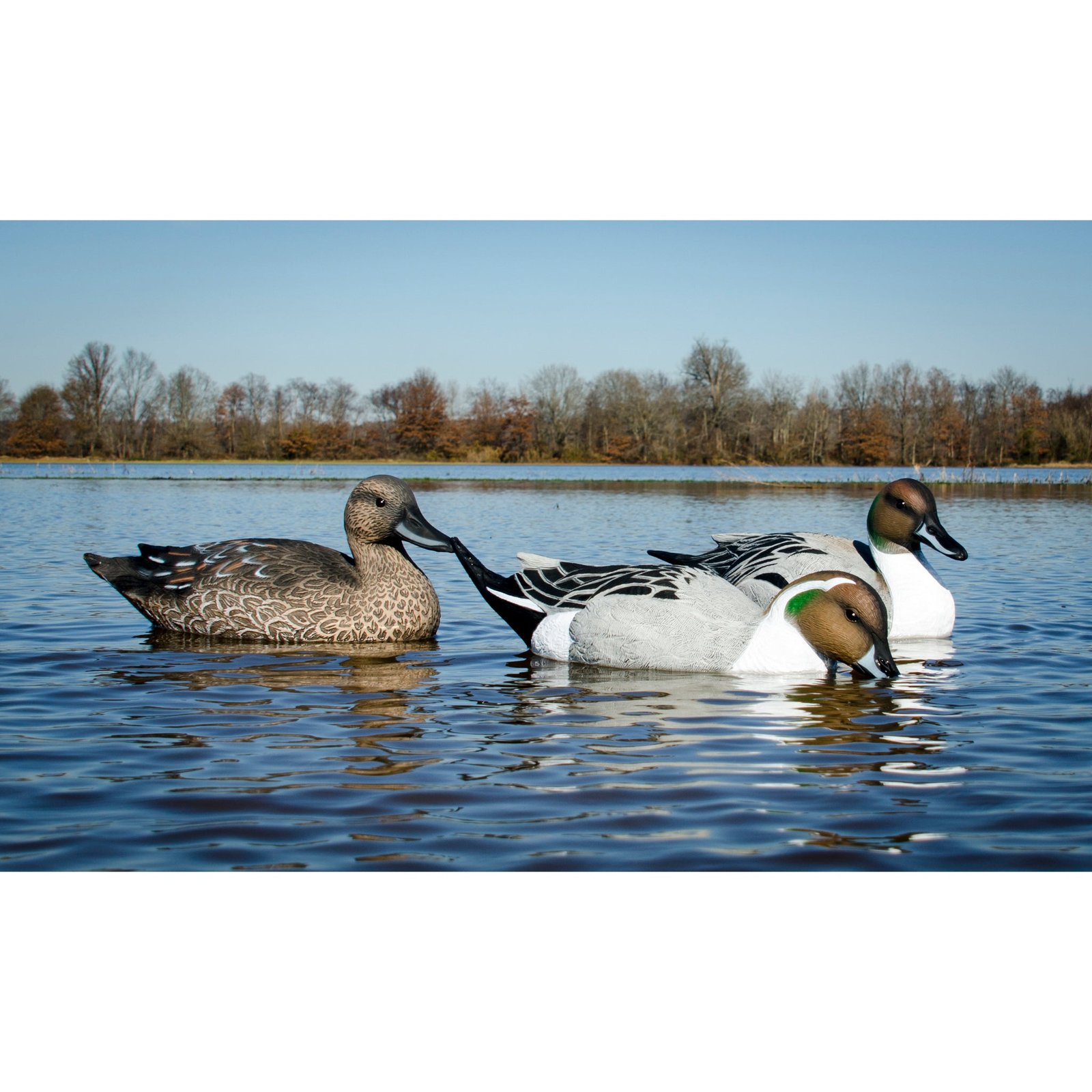 Battleship Pintail - Image 5