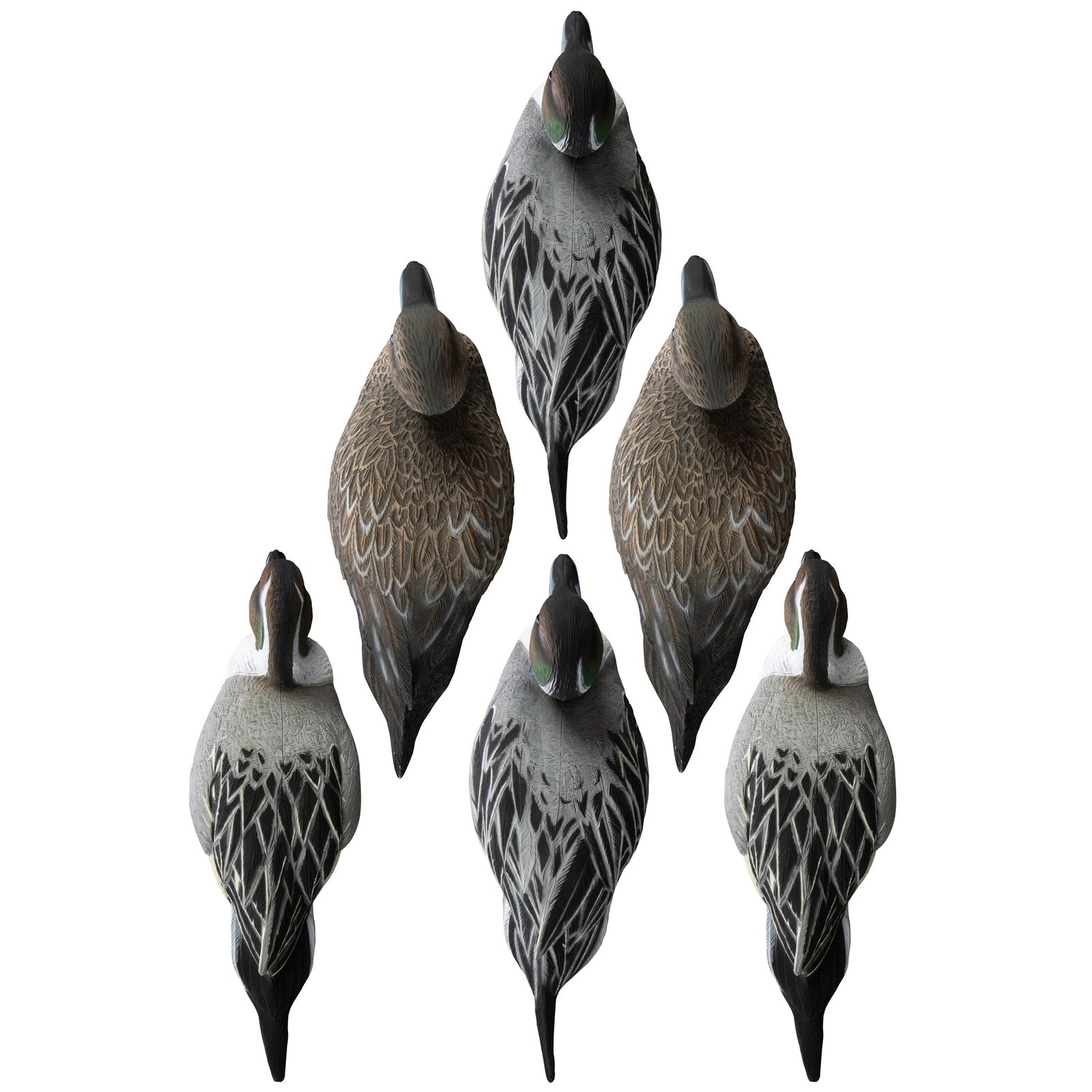 Battleship Pintail - Image 2