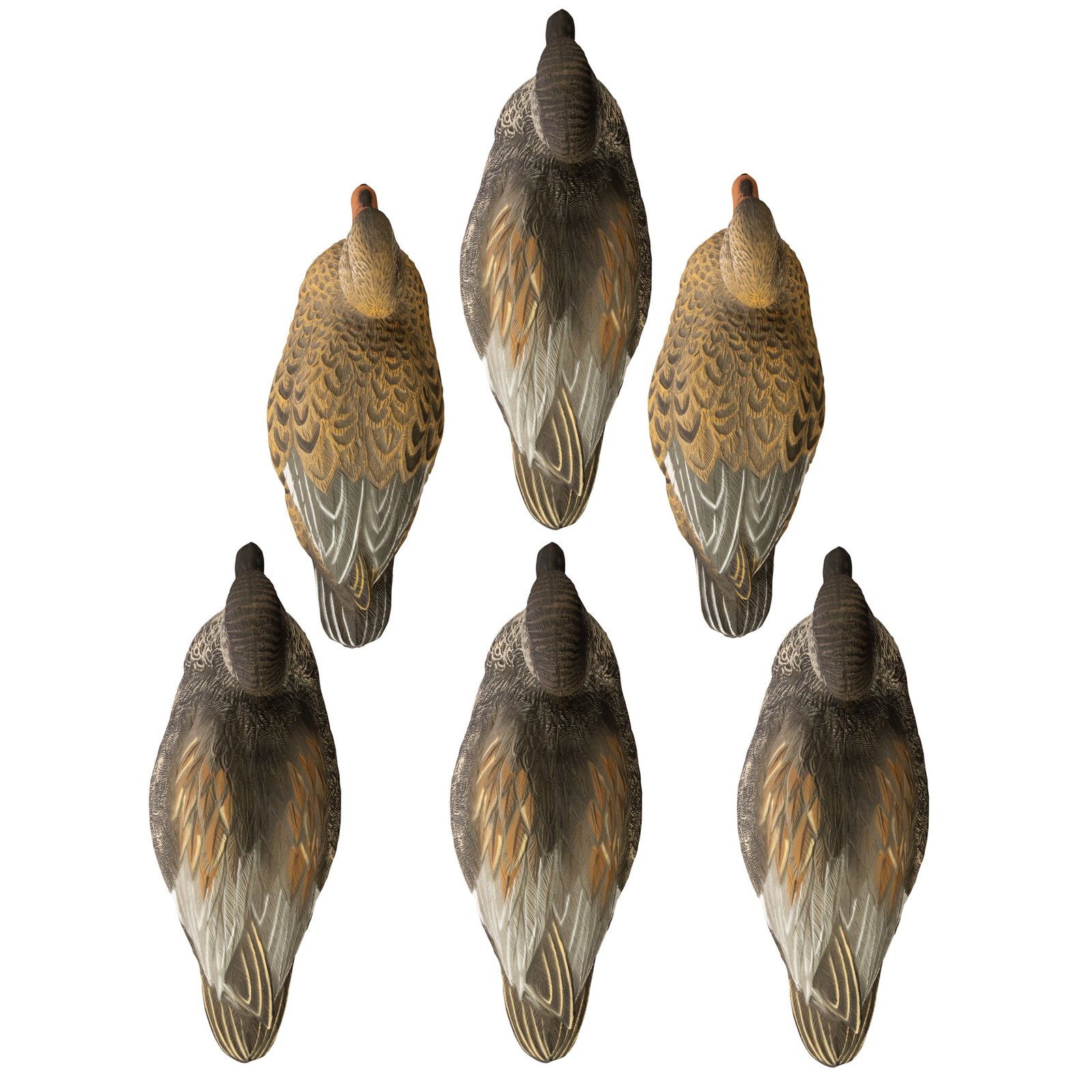 Battleship Gadwall - Image 3