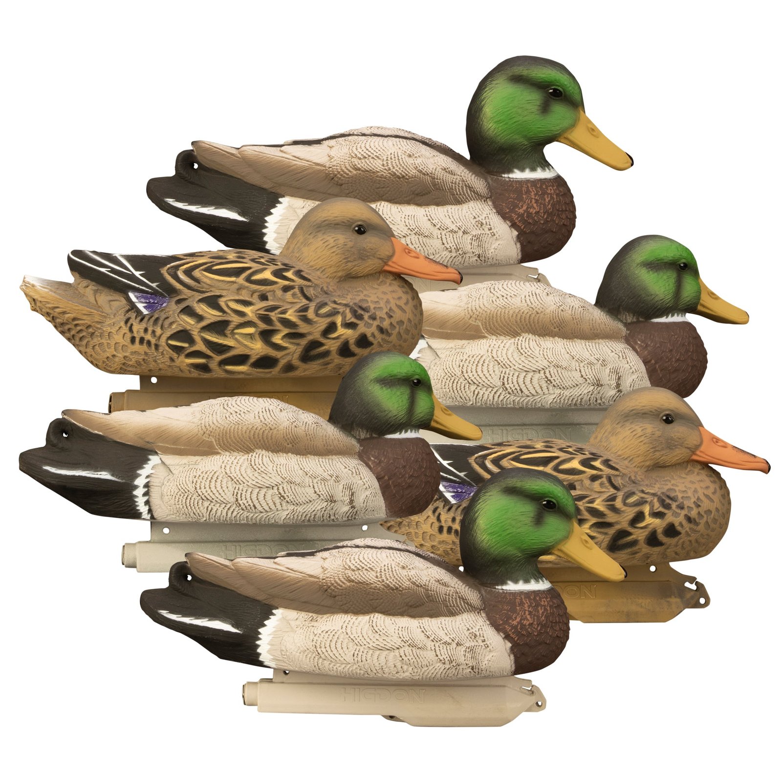 Standard Mallard 6pk