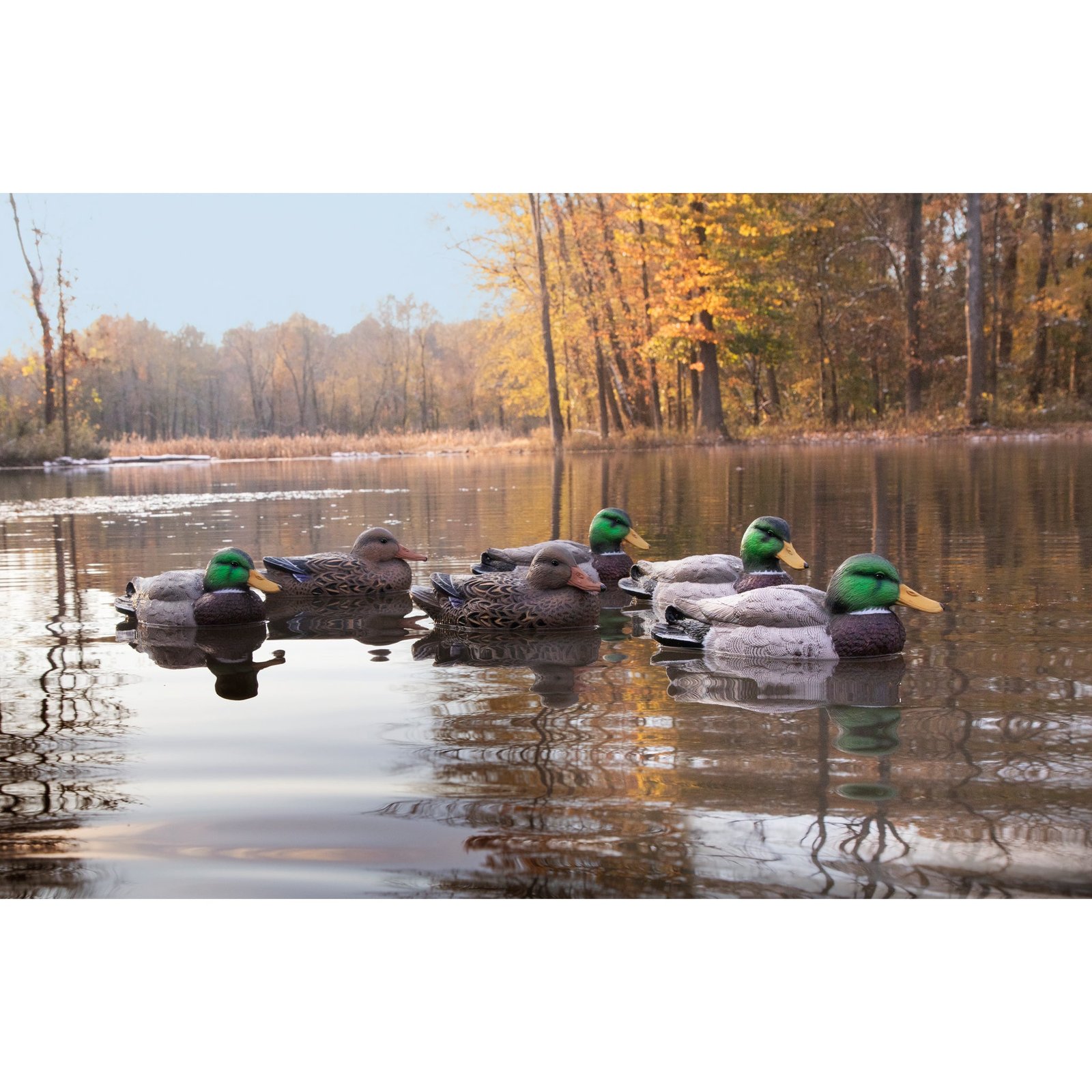 Standard Mallard 6pk - Image 3