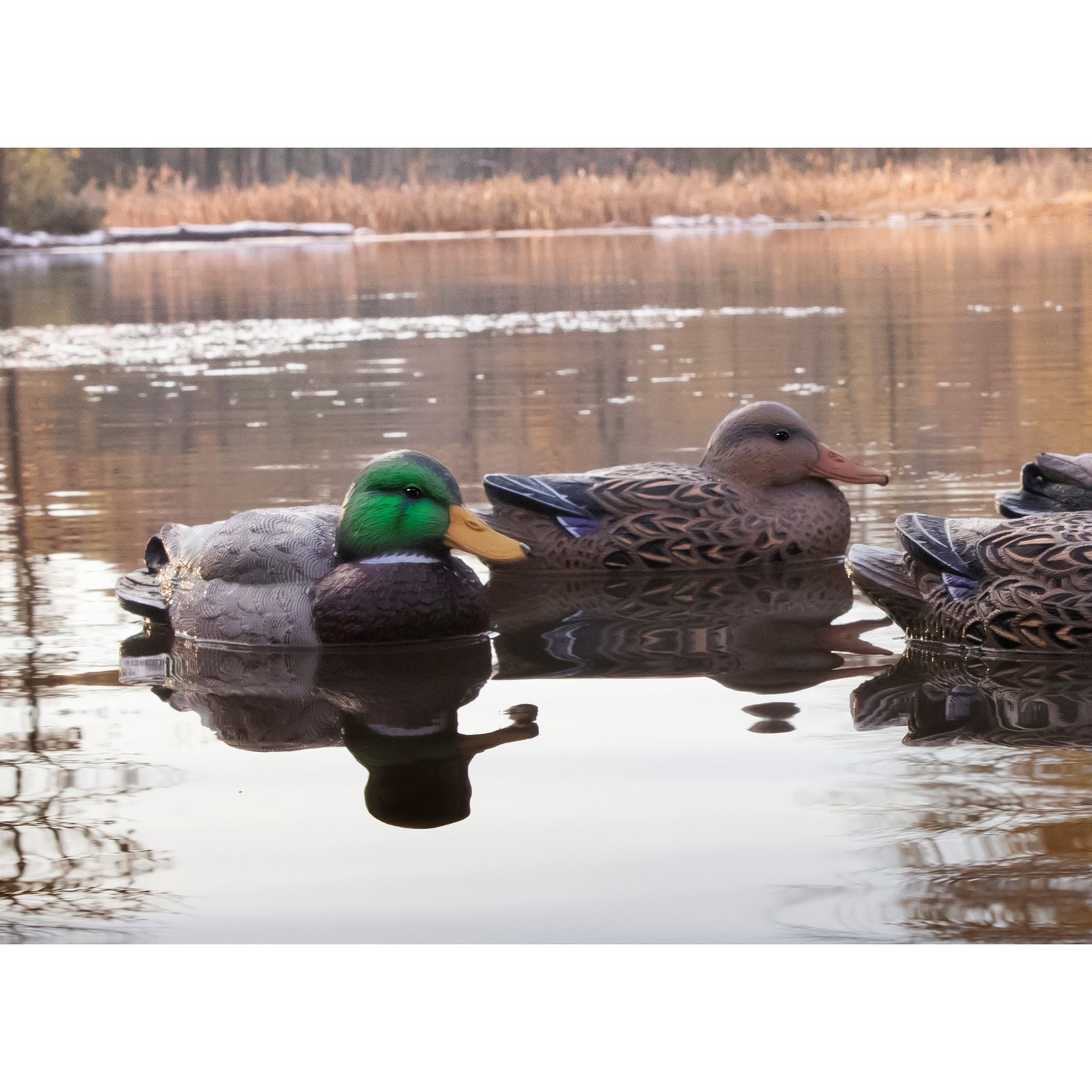 Standard Mallard Filler Pack - Image 3
