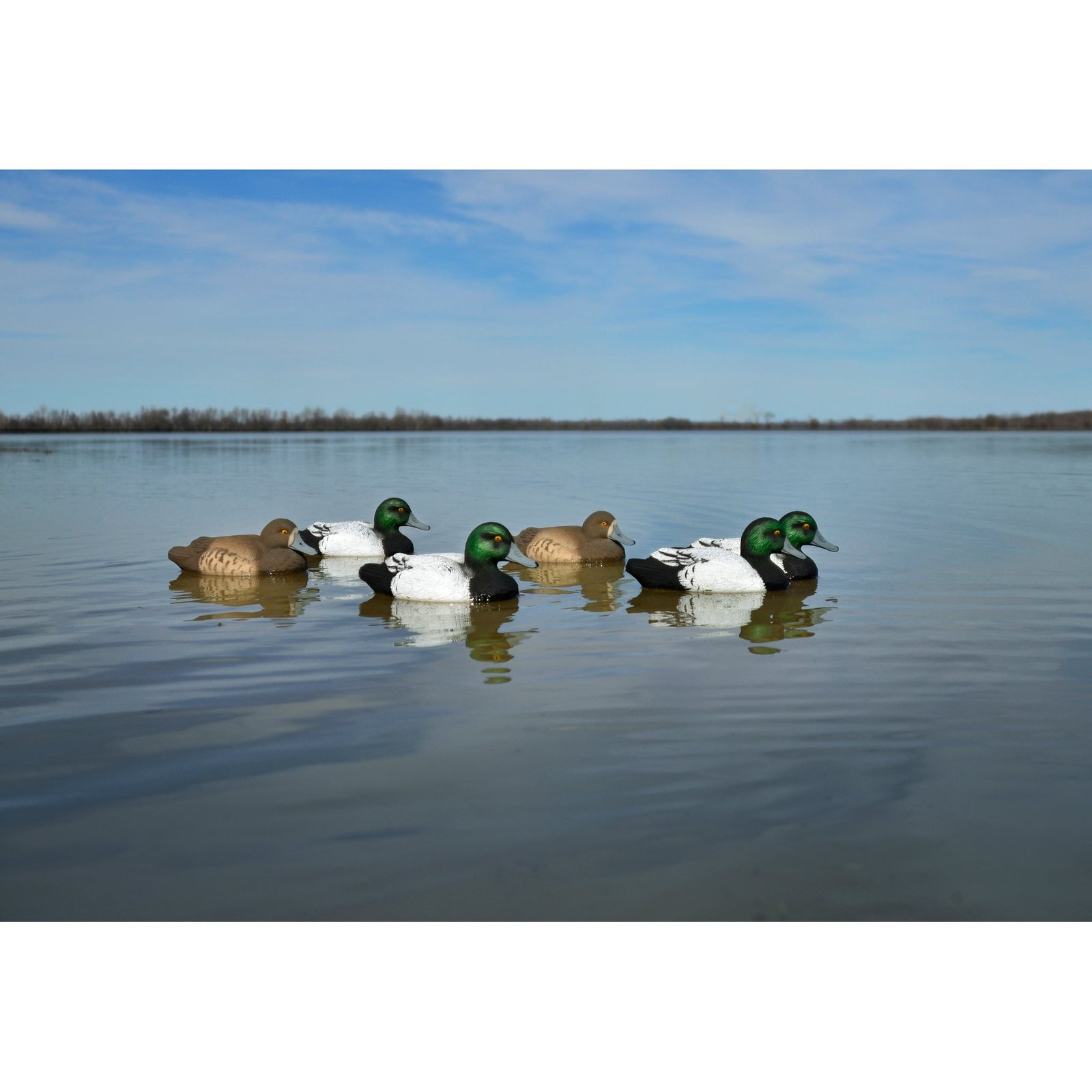Standard Bluebill 12pk - Image 3