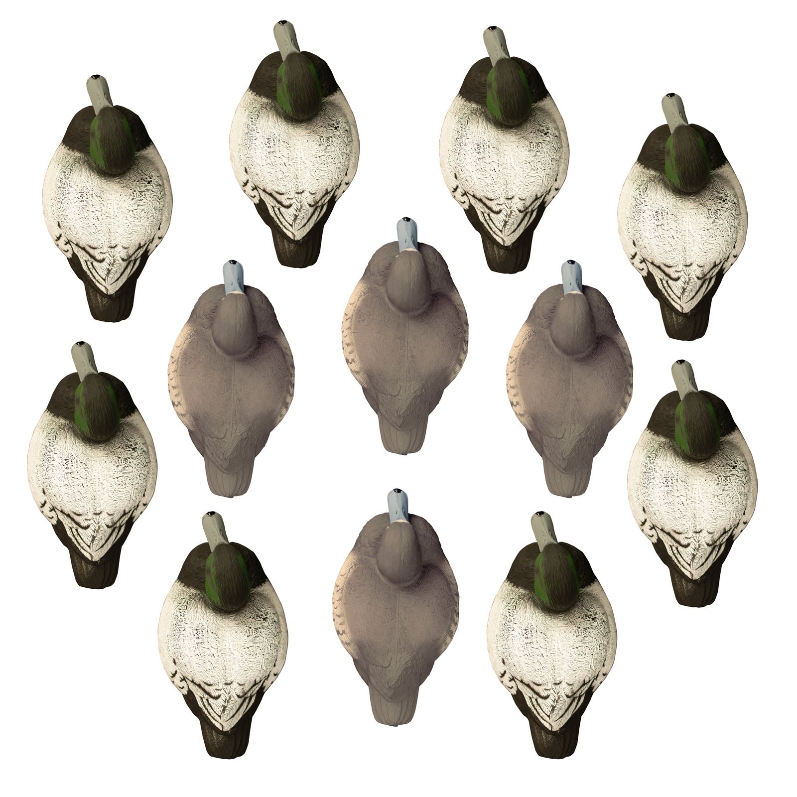 Standard Bluebill 12pk - Image 2