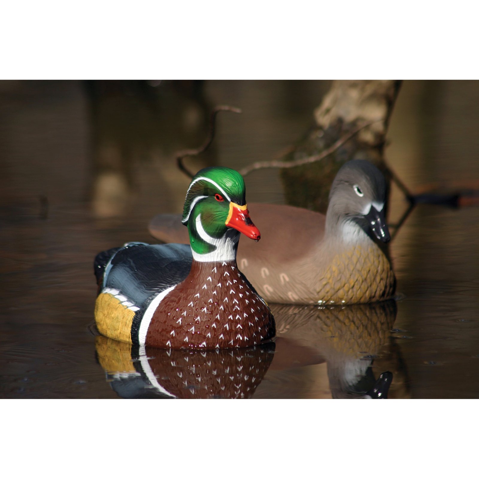 Standard Wood Duck - Image 3
