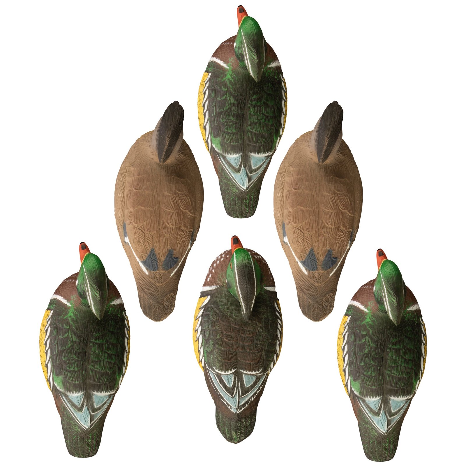 Standard Wood Duck - Image 2
