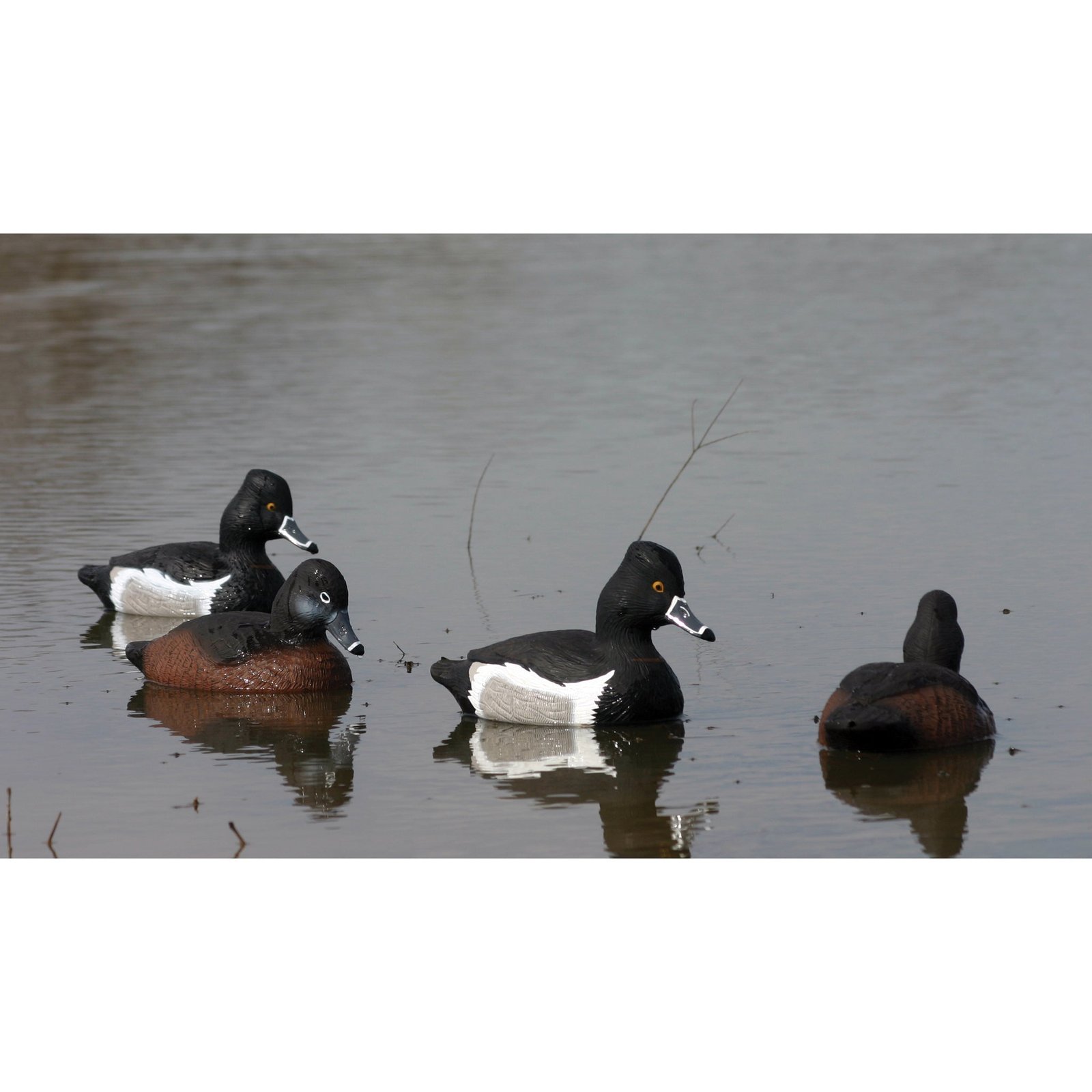 Standard Ringneck 6pk - Image 3