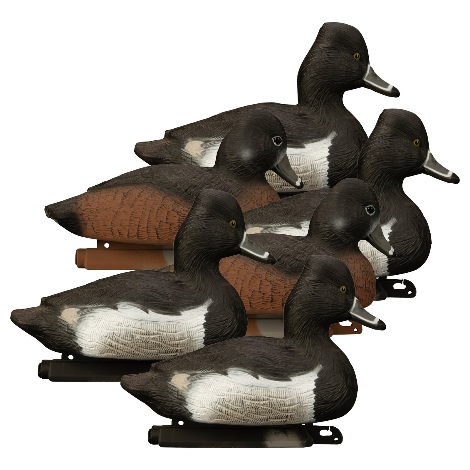 Standard Ringneck 6pk
