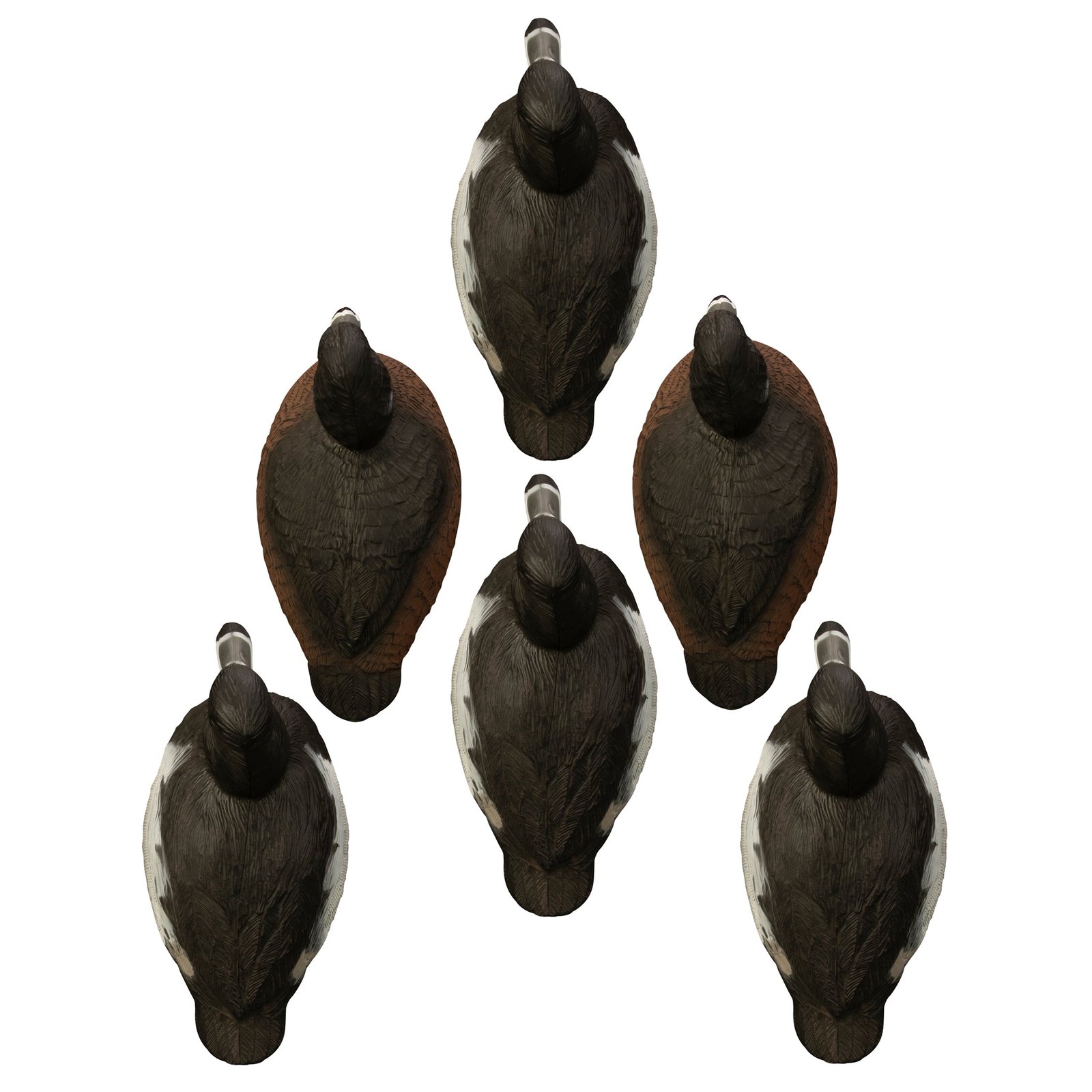 Standard Ringneck 6pk - Image 2