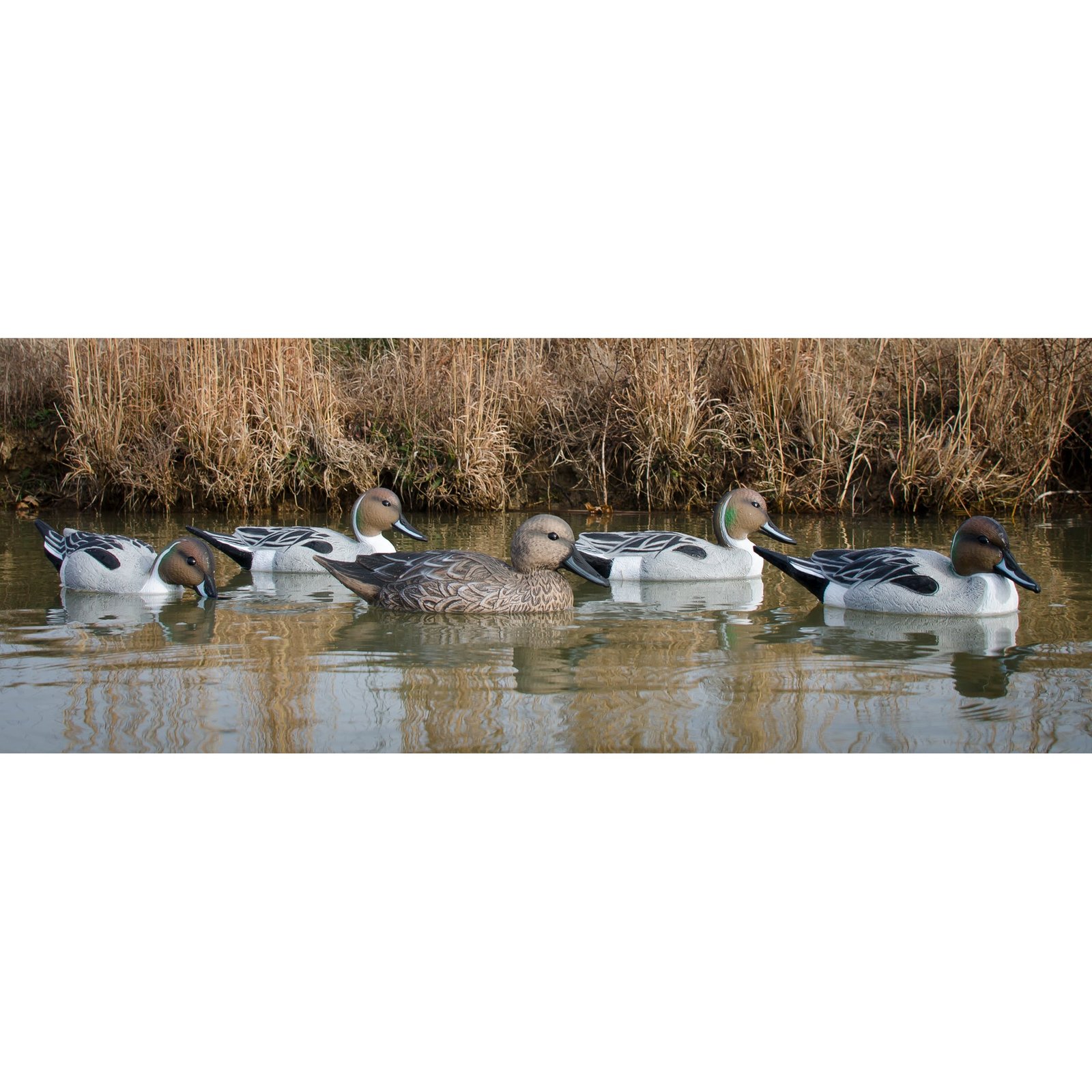 Standard Pintail 6pk - Image 3