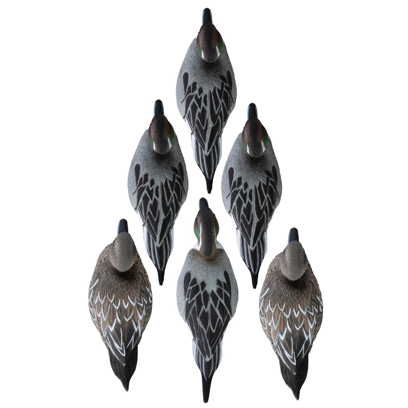 Standard Pintail 6pk - Image 2
