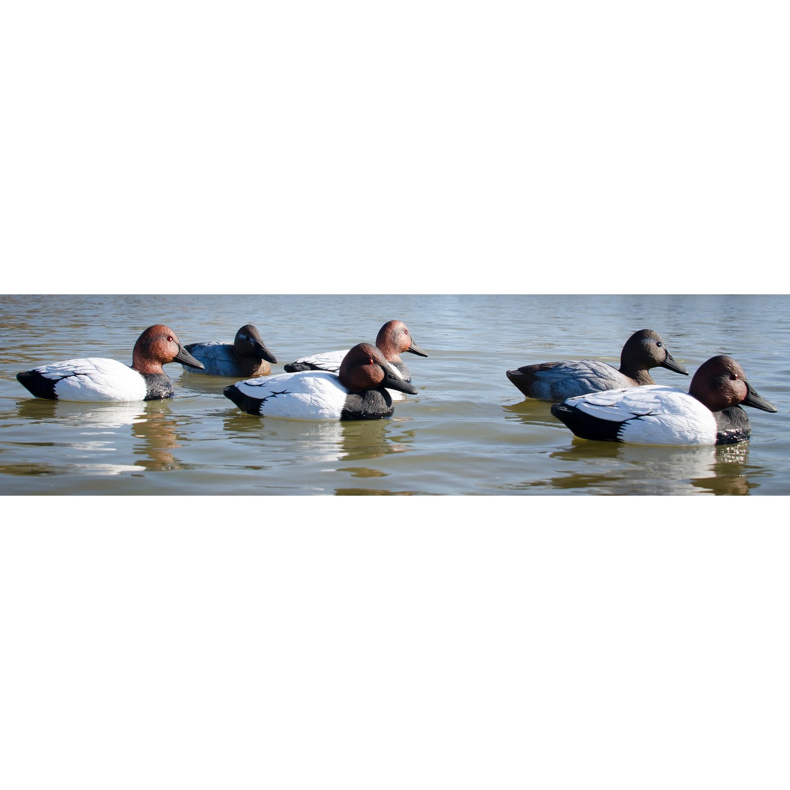 Standard Canvasback 6pk - Image 3