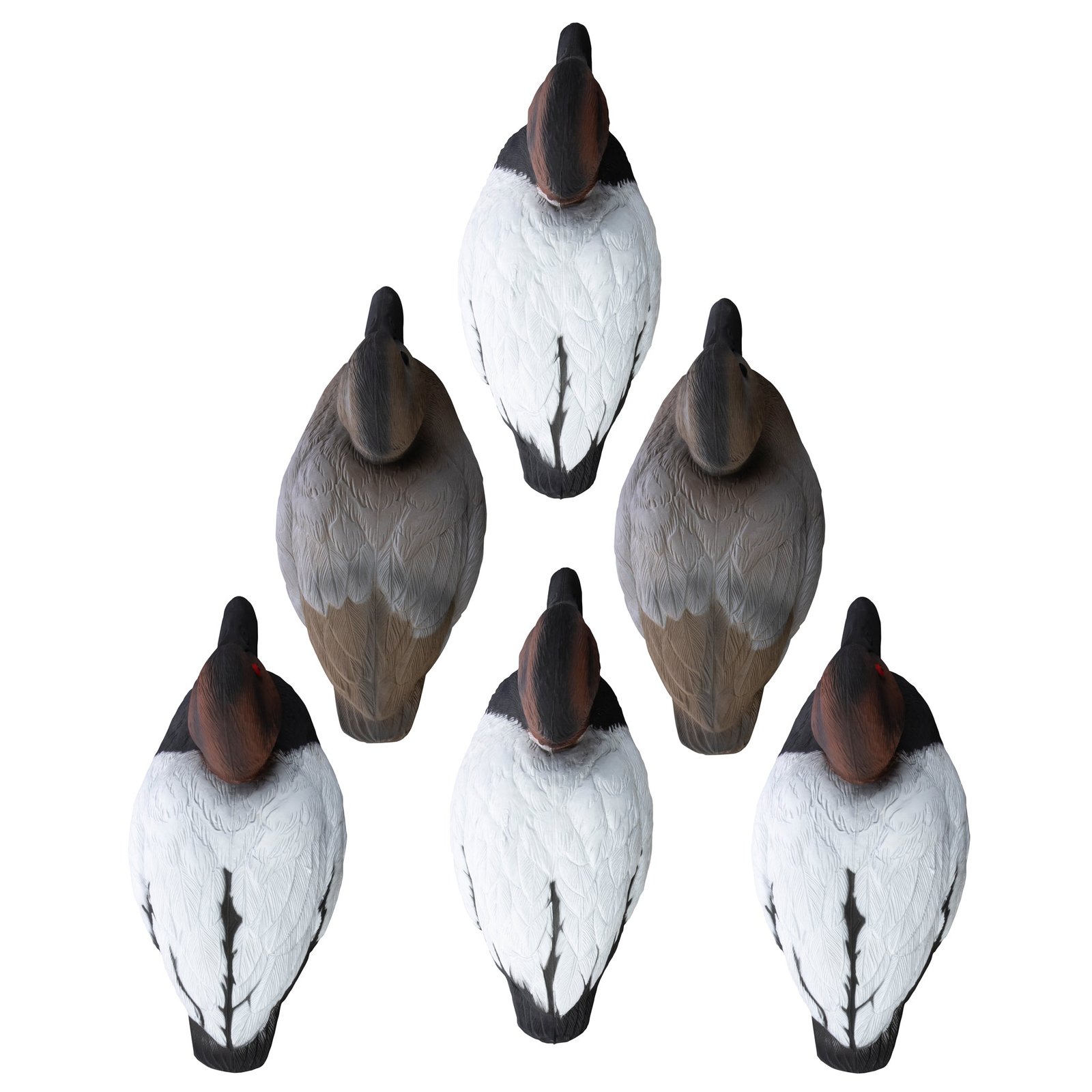 Standard Canvasback 6pk - Image 2