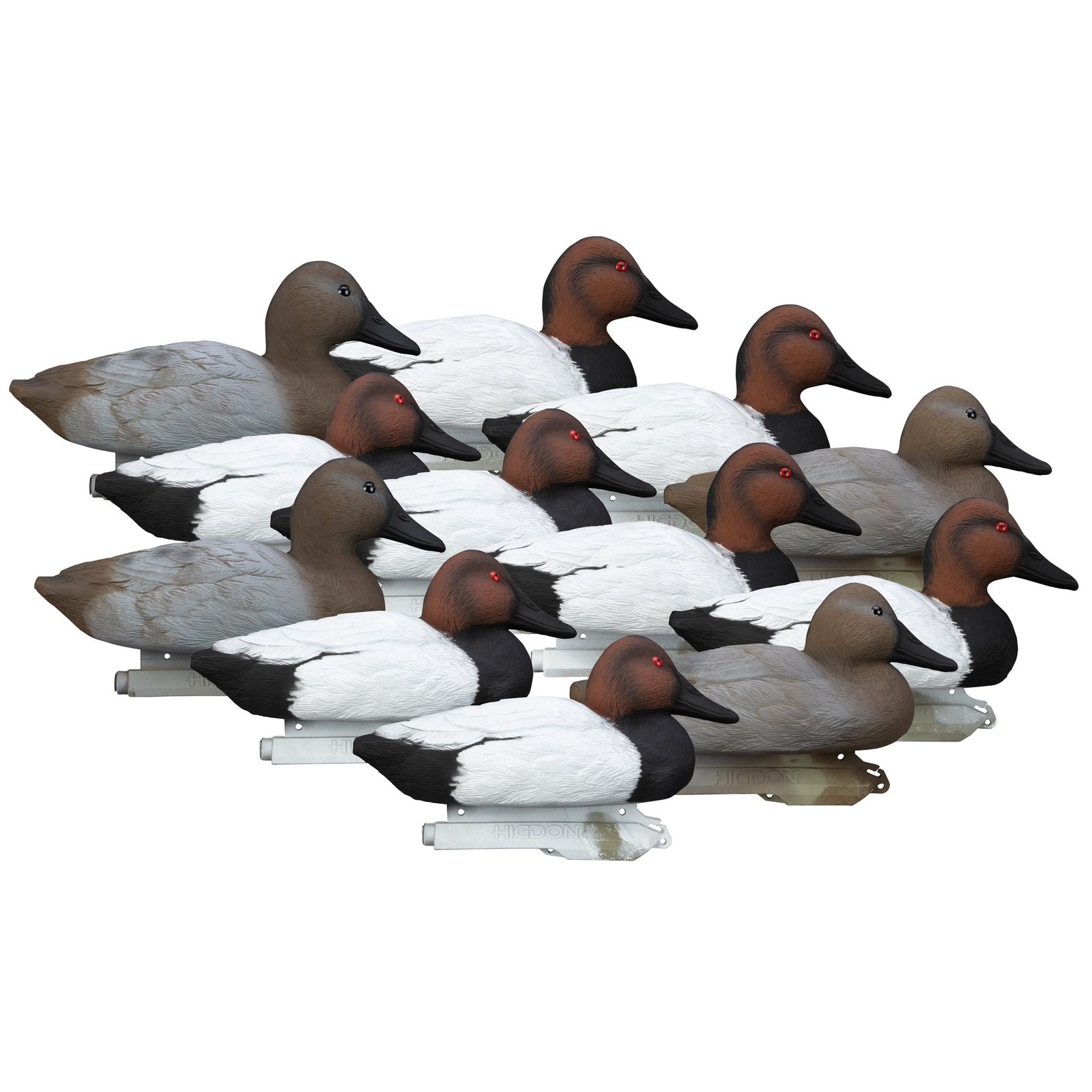 Standard Canvasback 12pk - Image 2