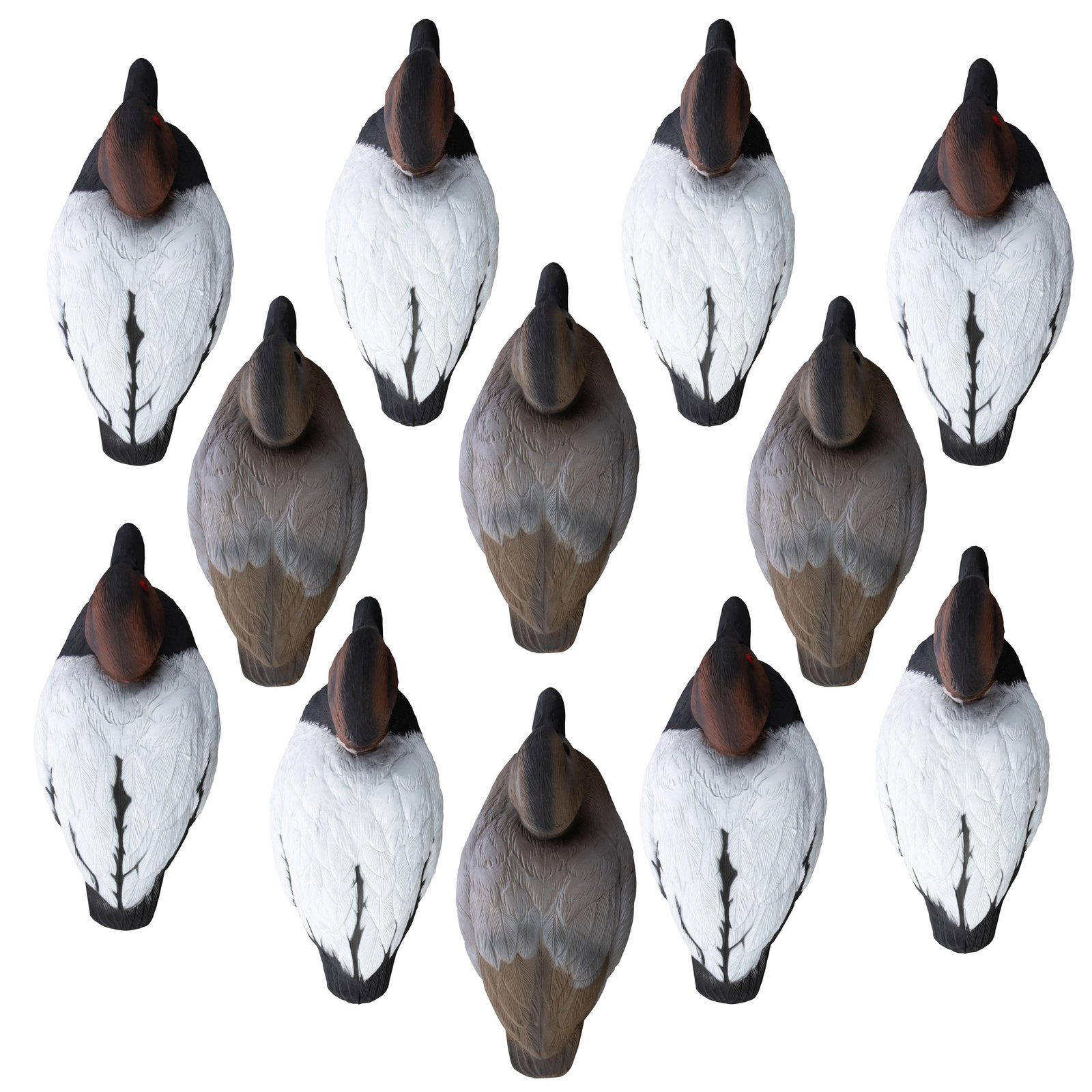 Standard Canvasback 12pk - Image 3