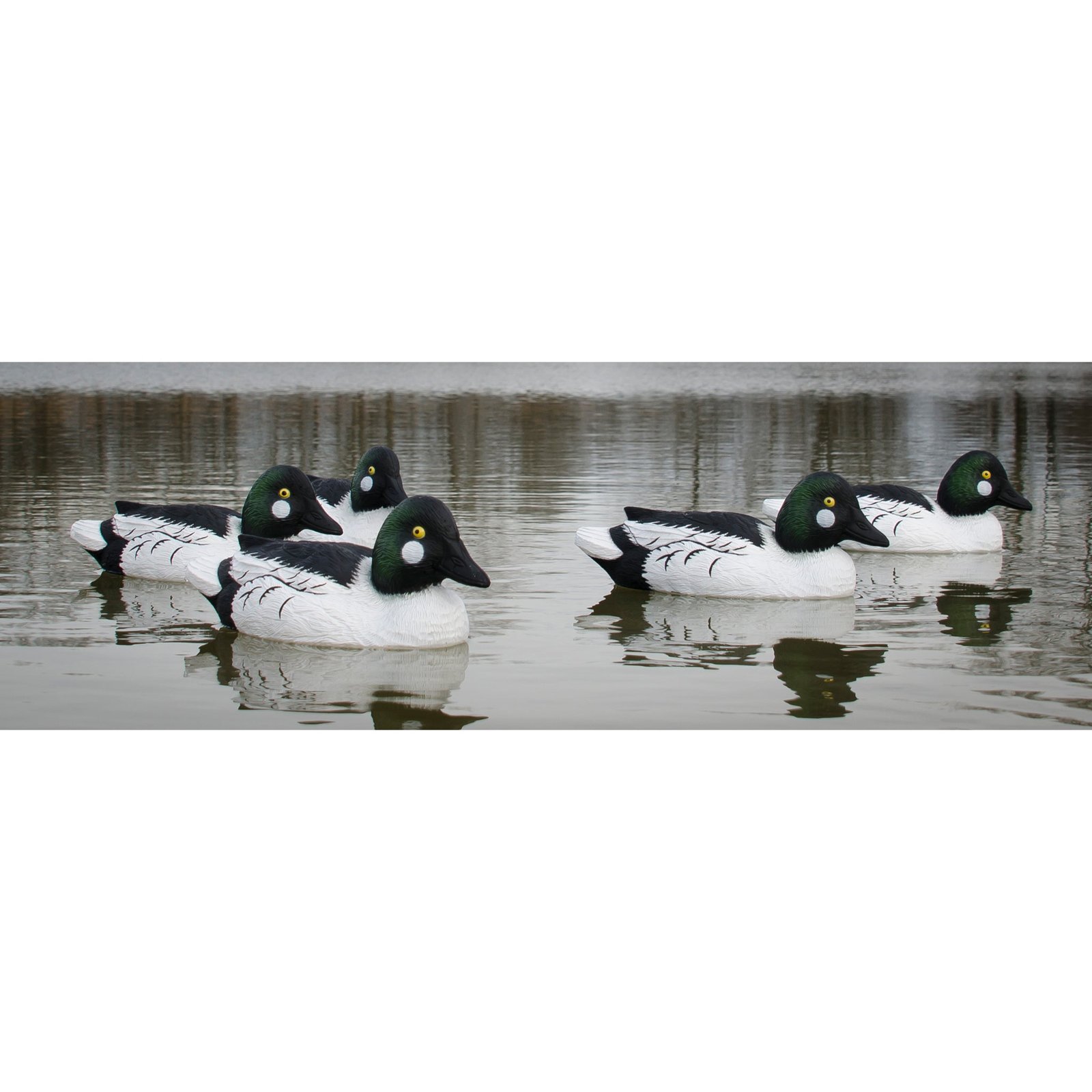 Standard Goldeneye - Image 3