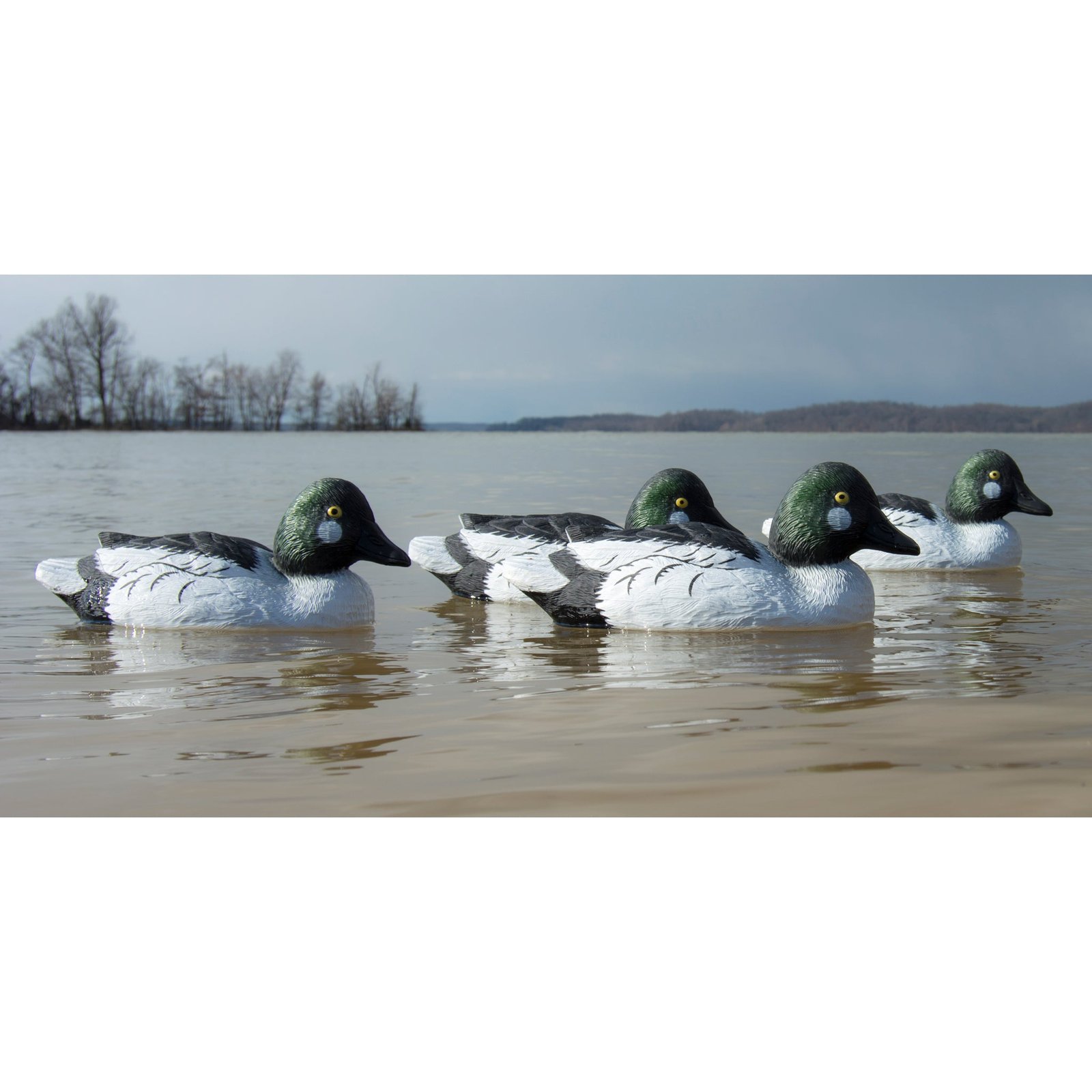 Standard Goldeneye - Image 4
