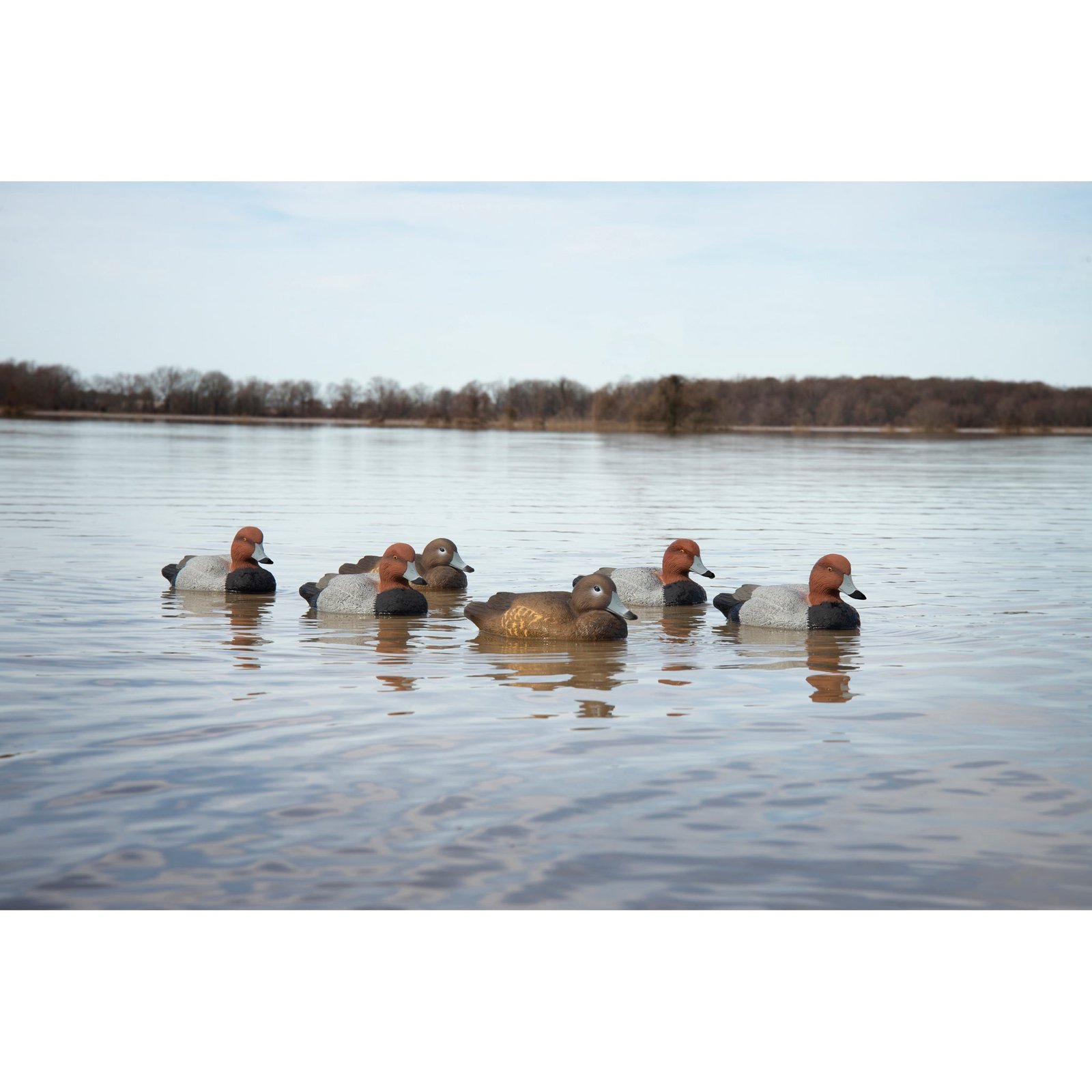 Standard Redhead 6pk - Image 3