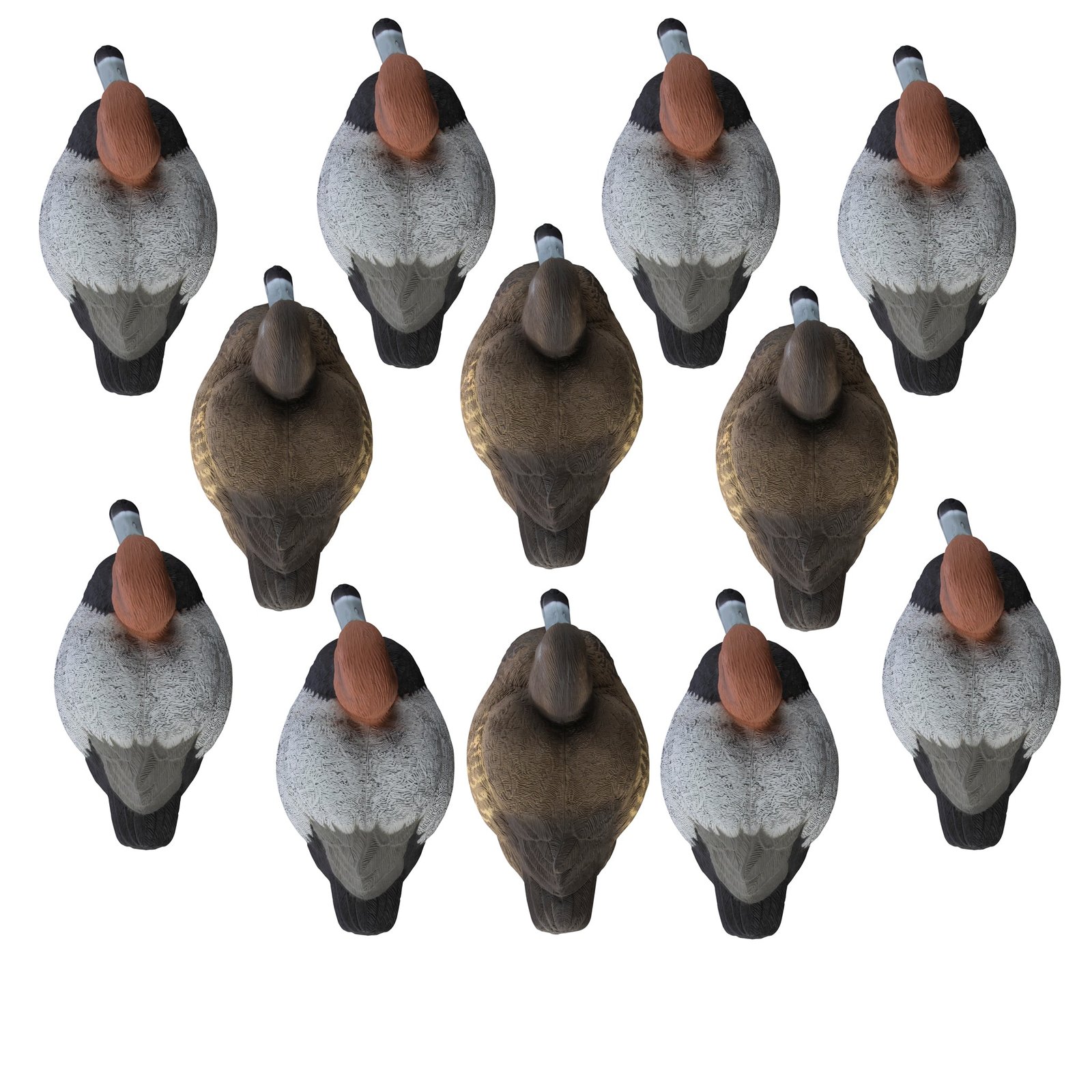 Standard Redhead 12pk - Image 2
