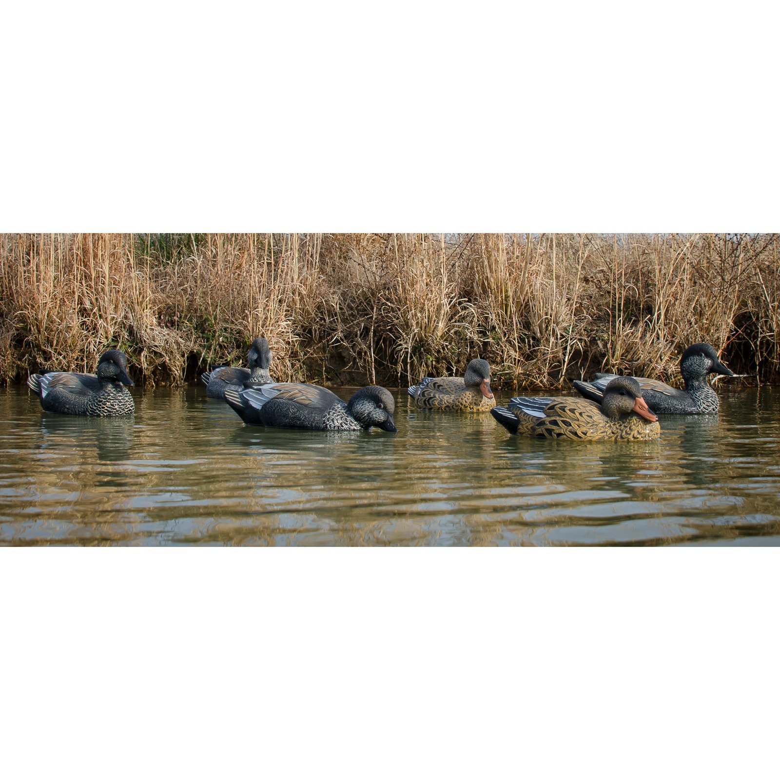 Standard Gadwall - Image 3