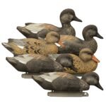 Standard Gadwall