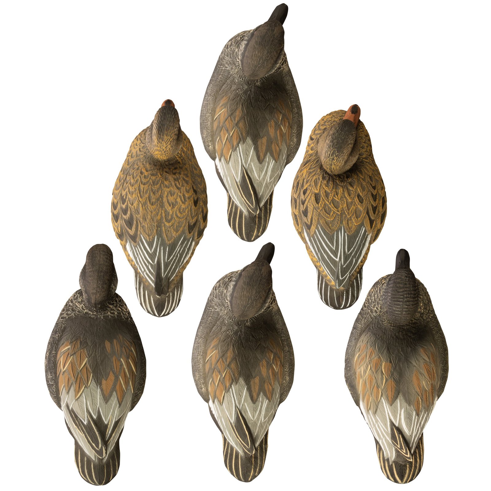 Standard Gadwall - Image 2