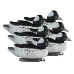 Standard Bufflehead 6pk