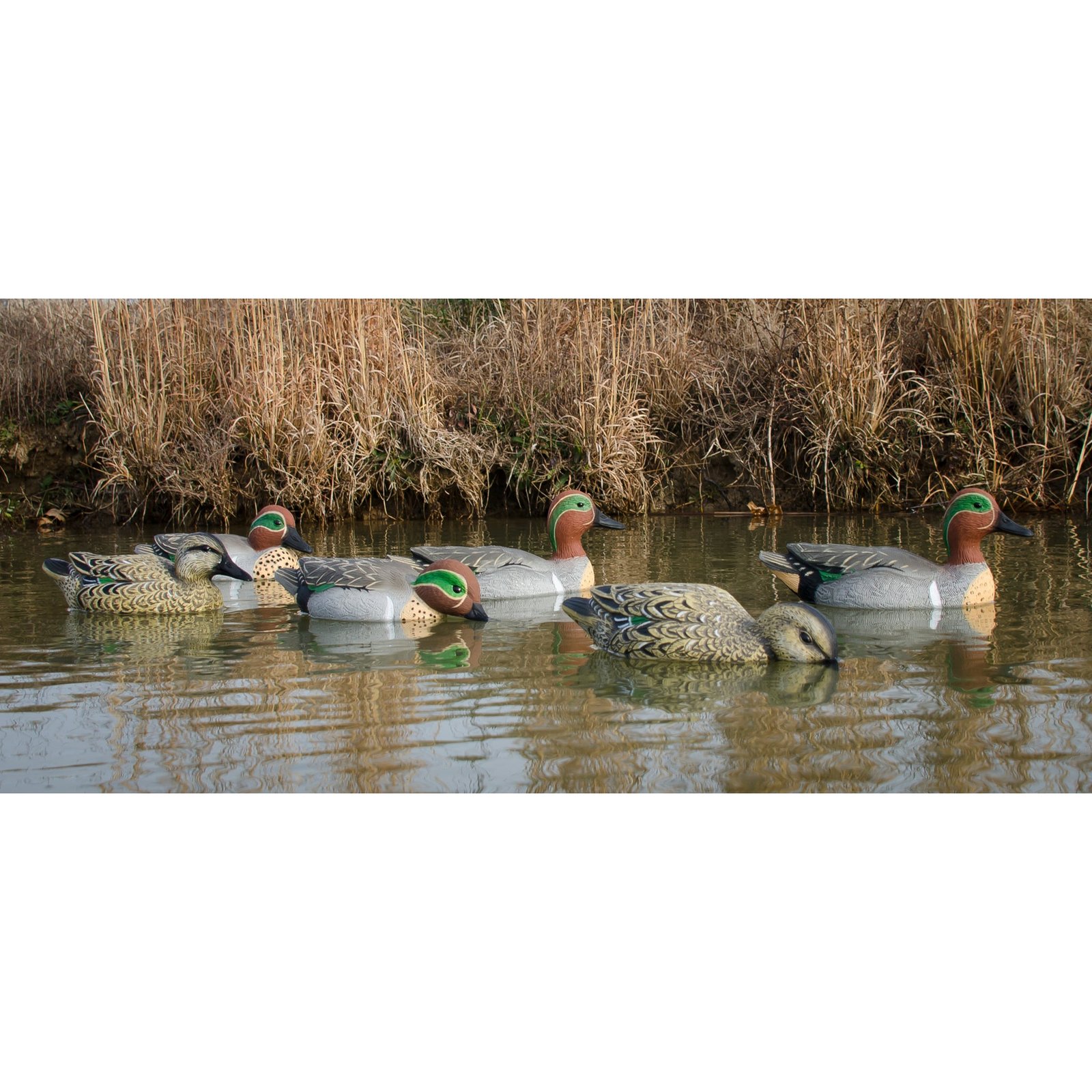 Standard Green Wing Teal 6pk - Image 3