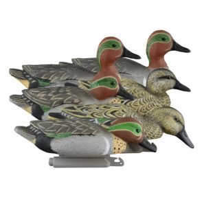 Standard Green Wing Teal 6pk