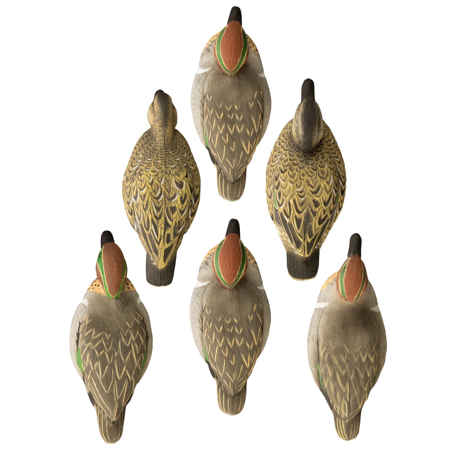Standard Green Wing Teal 6pk - Image 2