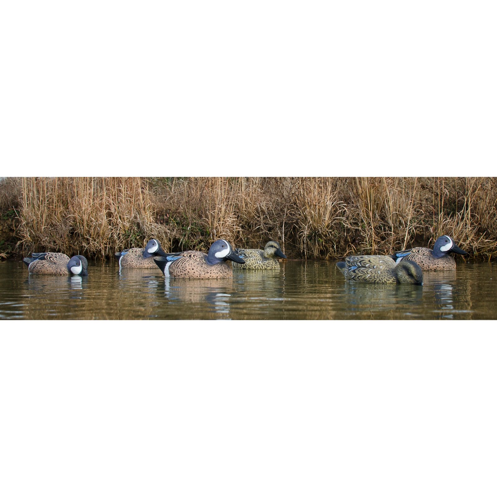 Standard Blue Wing Teal 6pk - Image 3