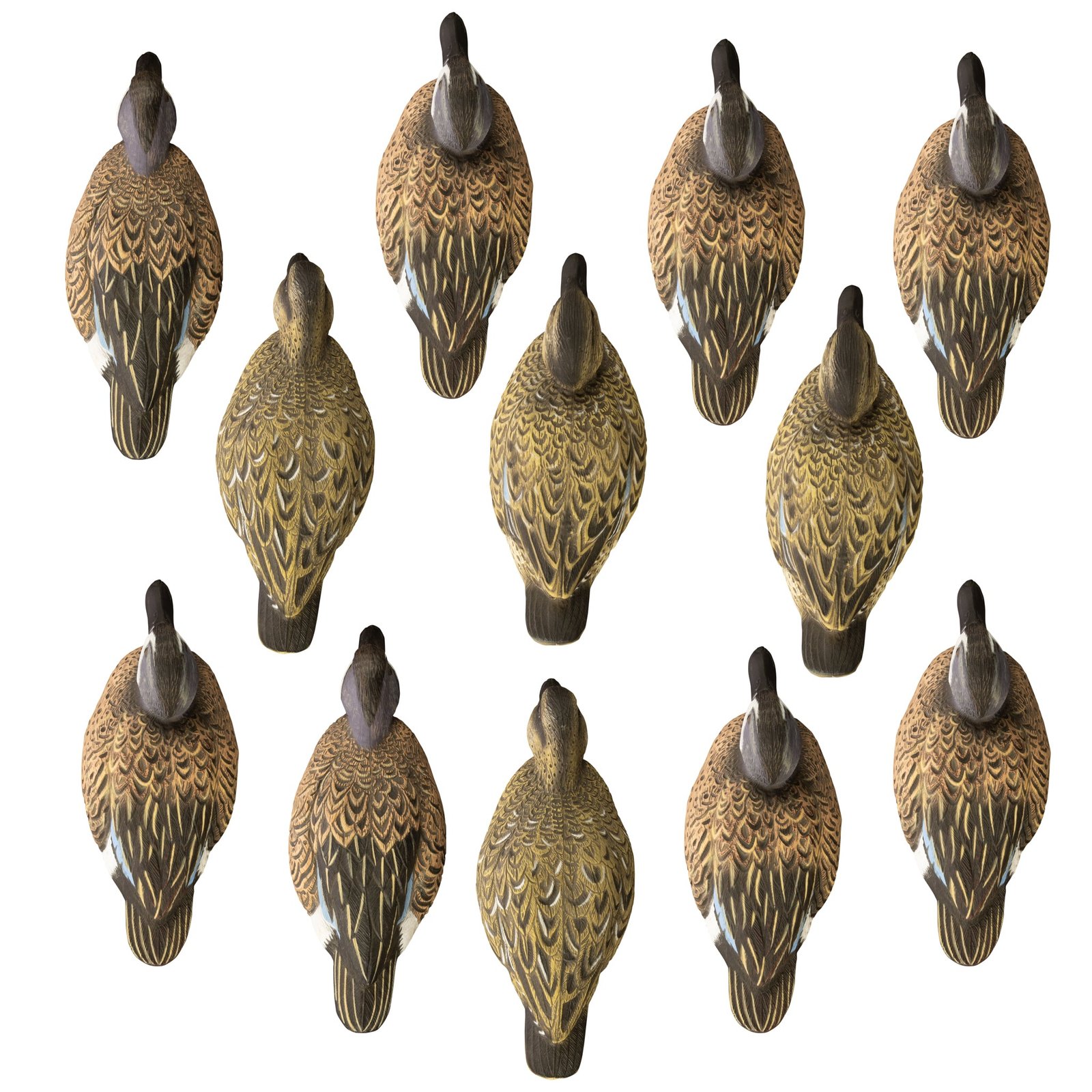 Standard Blue Wing Teal 12pk - Image 3