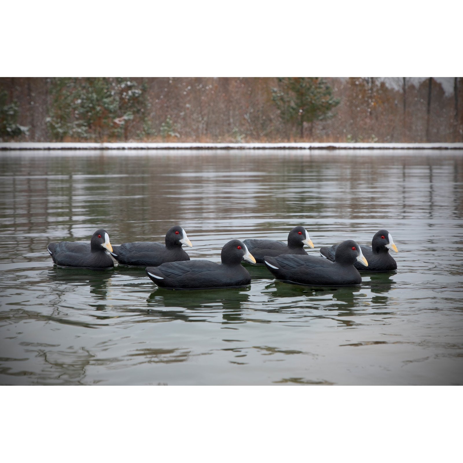 Standard Coot - Image 3