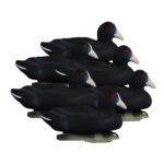 Standard Coot
