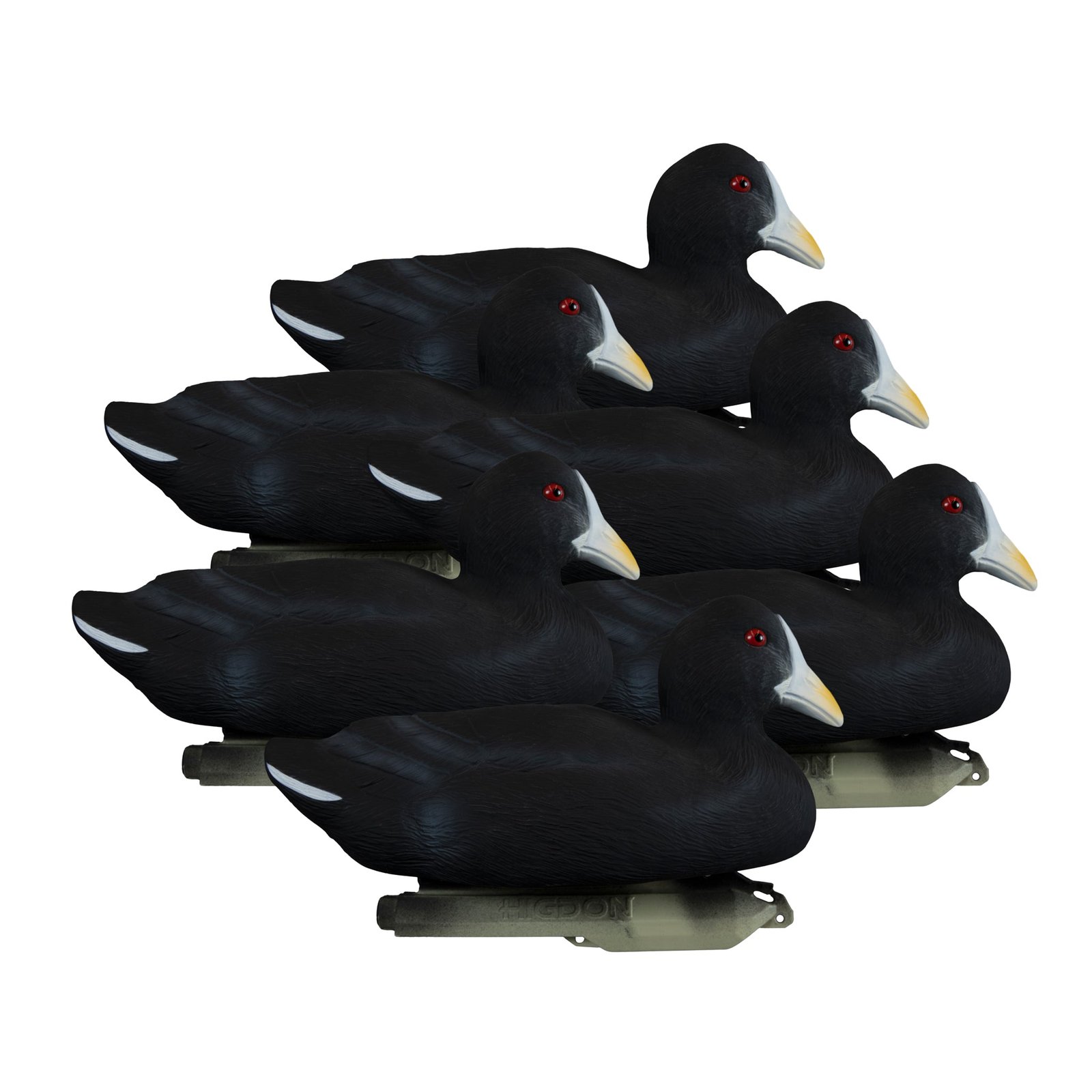 Standard Coot