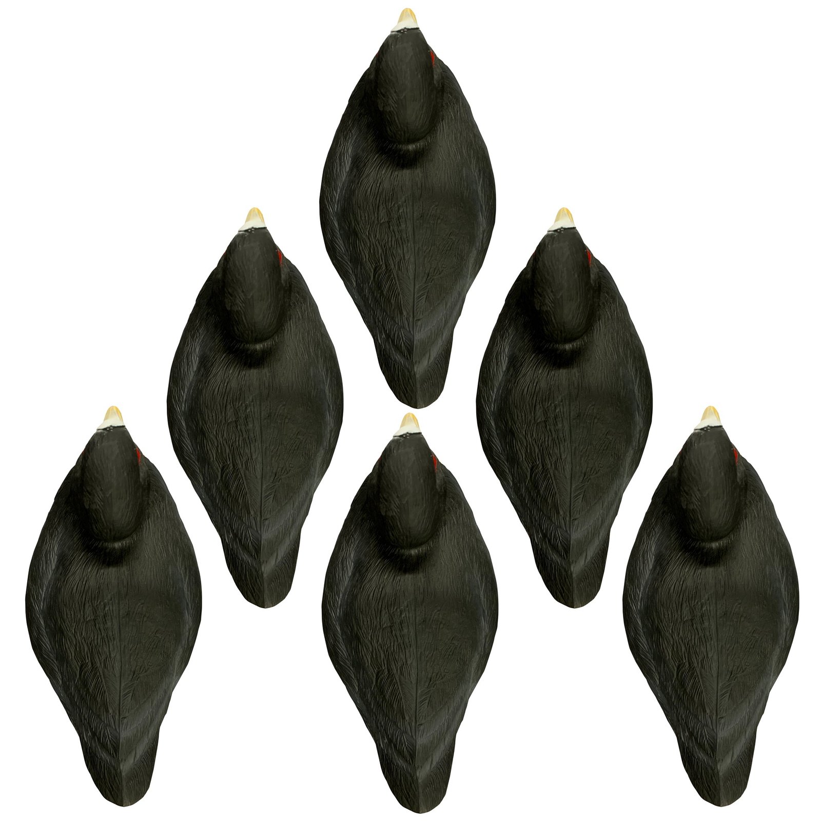 Standard Coot - Image 2