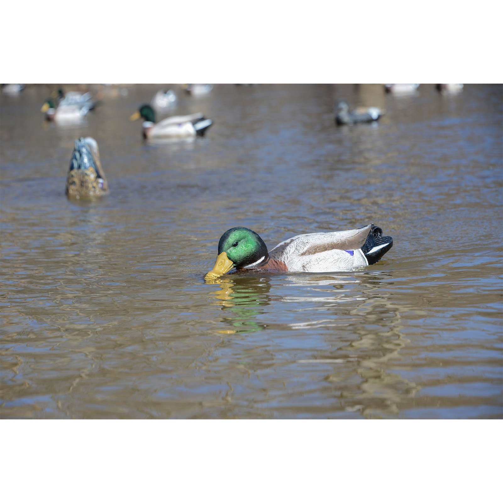 Battleship Swimmer PRO, Mallard Drake - Image 2