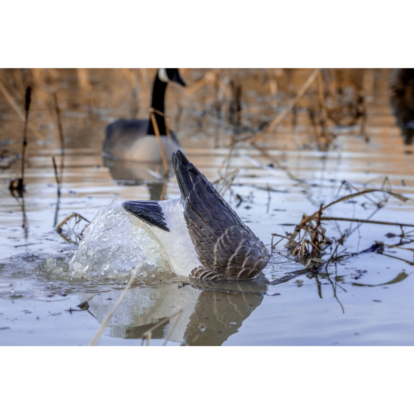 Pulsator PRO Canada Goose - Image 2