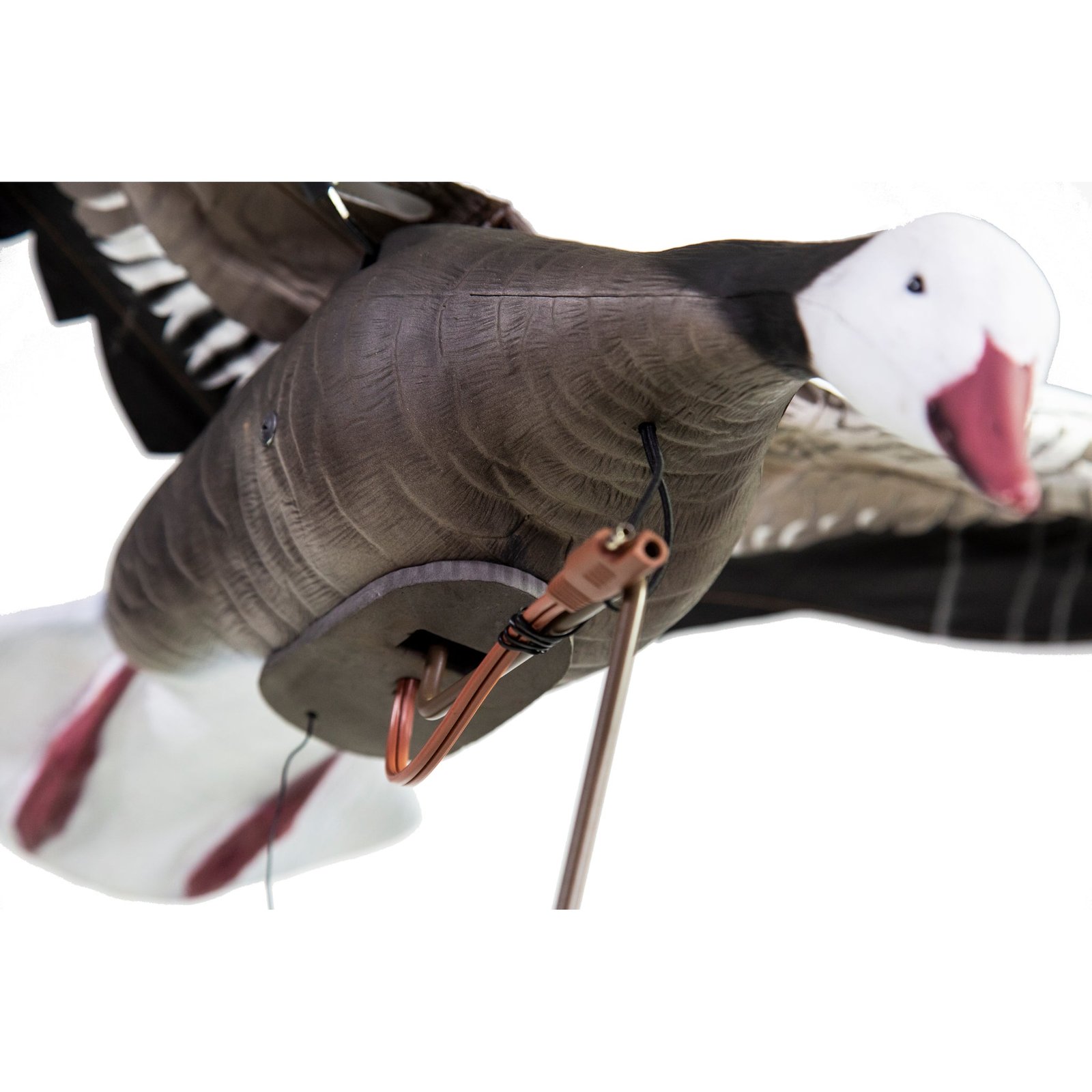 Clone Blue Goose - Image 2