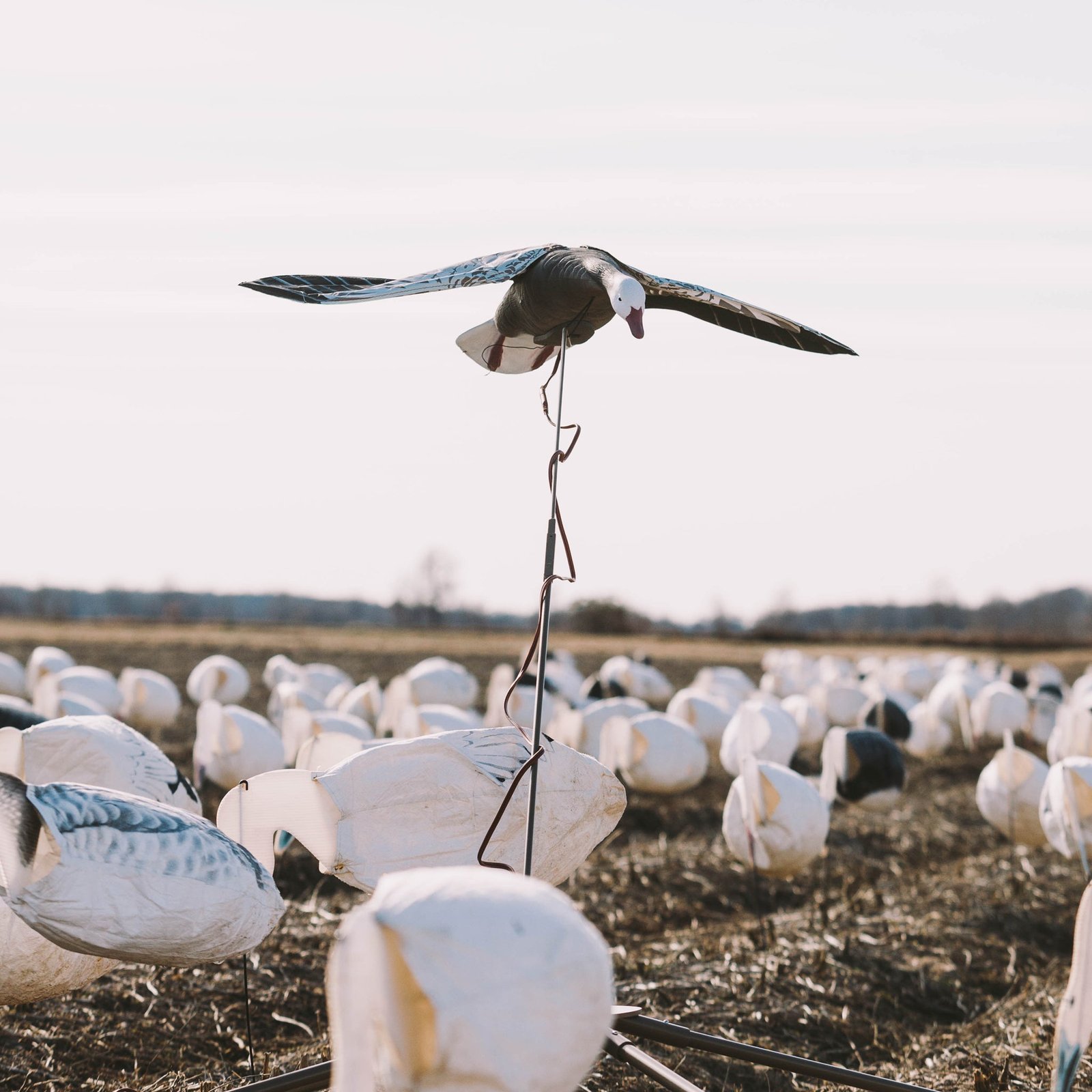 Clone Blue Goose - Image 4