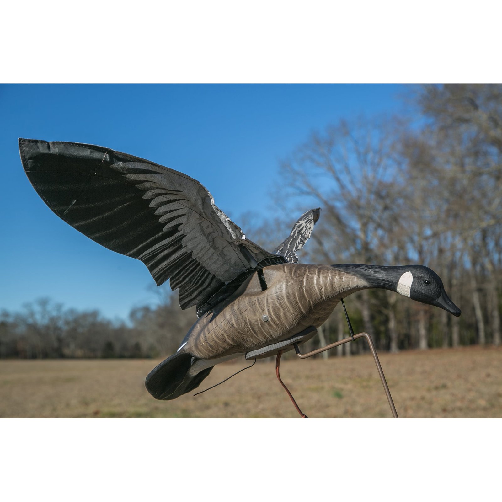 Clone Canada Goose - Image 6