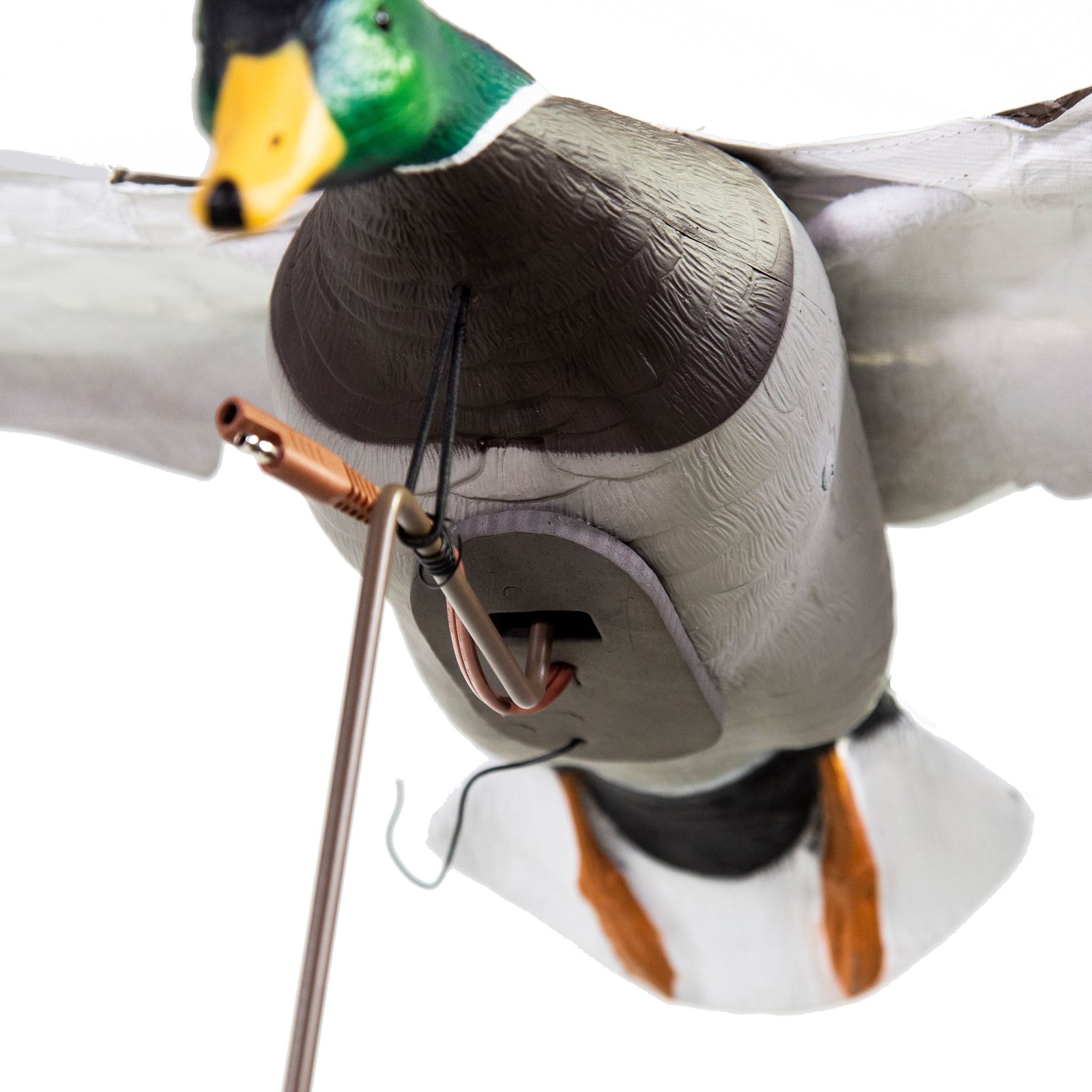 Clone Mallard Drake - Image 3