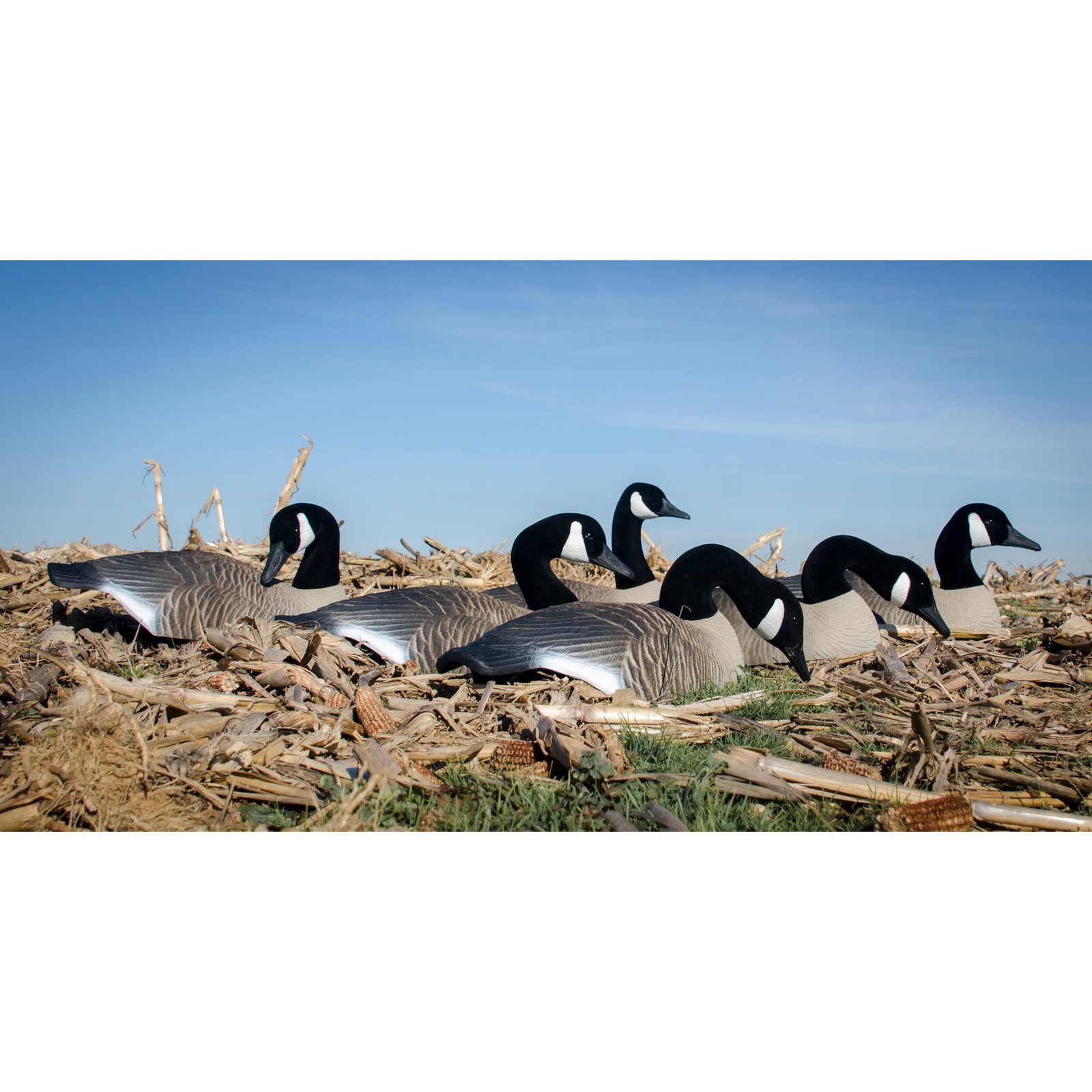 Full-Size Half-Shell-Canada - Image 3