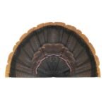 Apex Strutter Turkey Replacement Fan