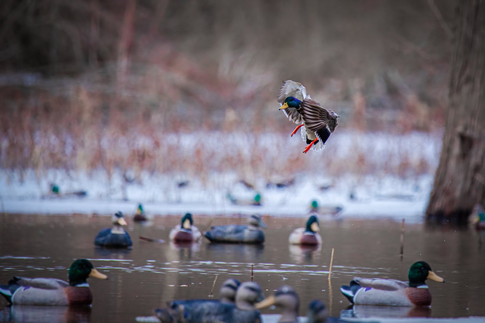 Battleship Mallard - Image 5